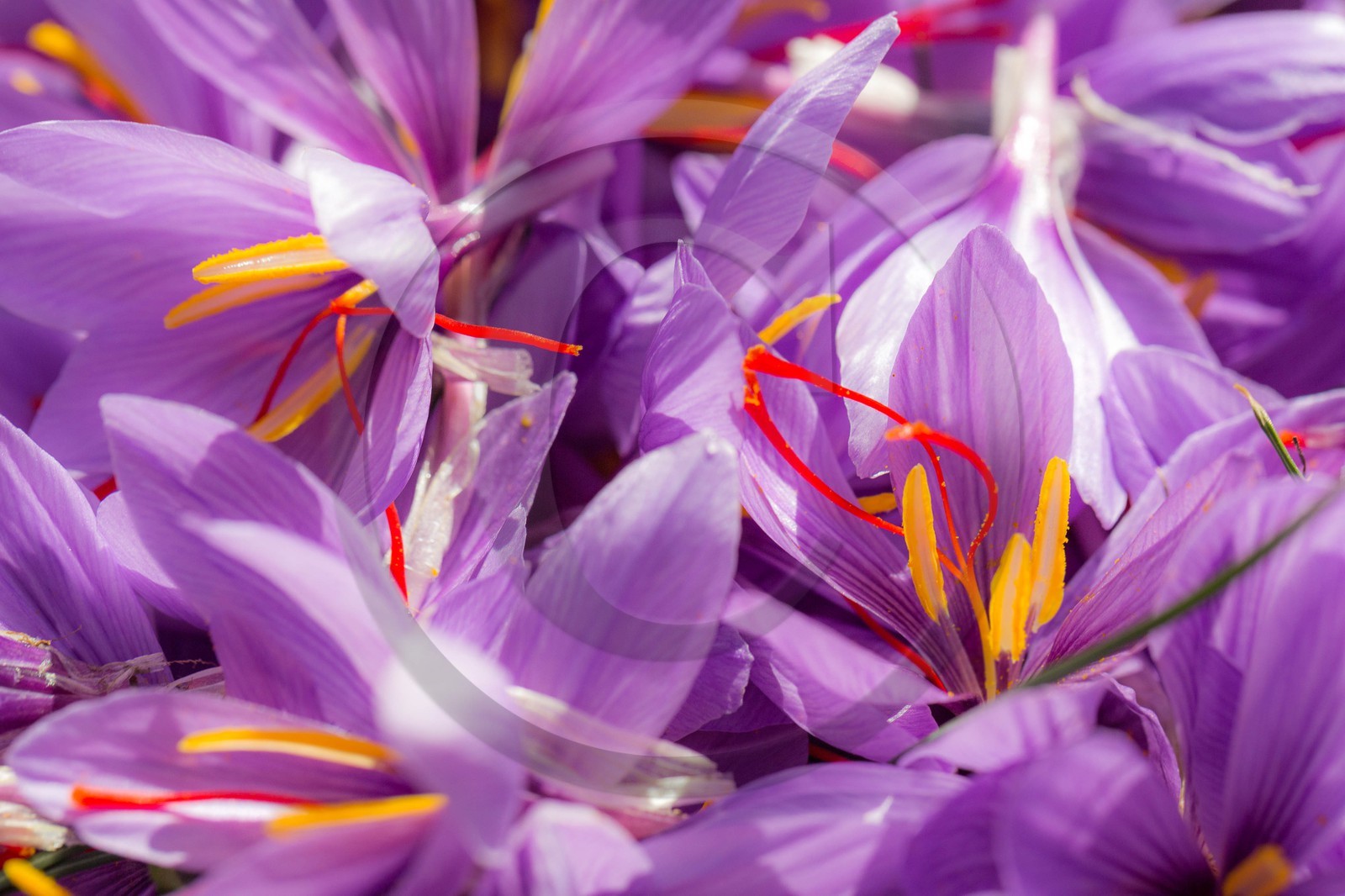 Carole Prost cultive du safran qui ensoleille ses créations