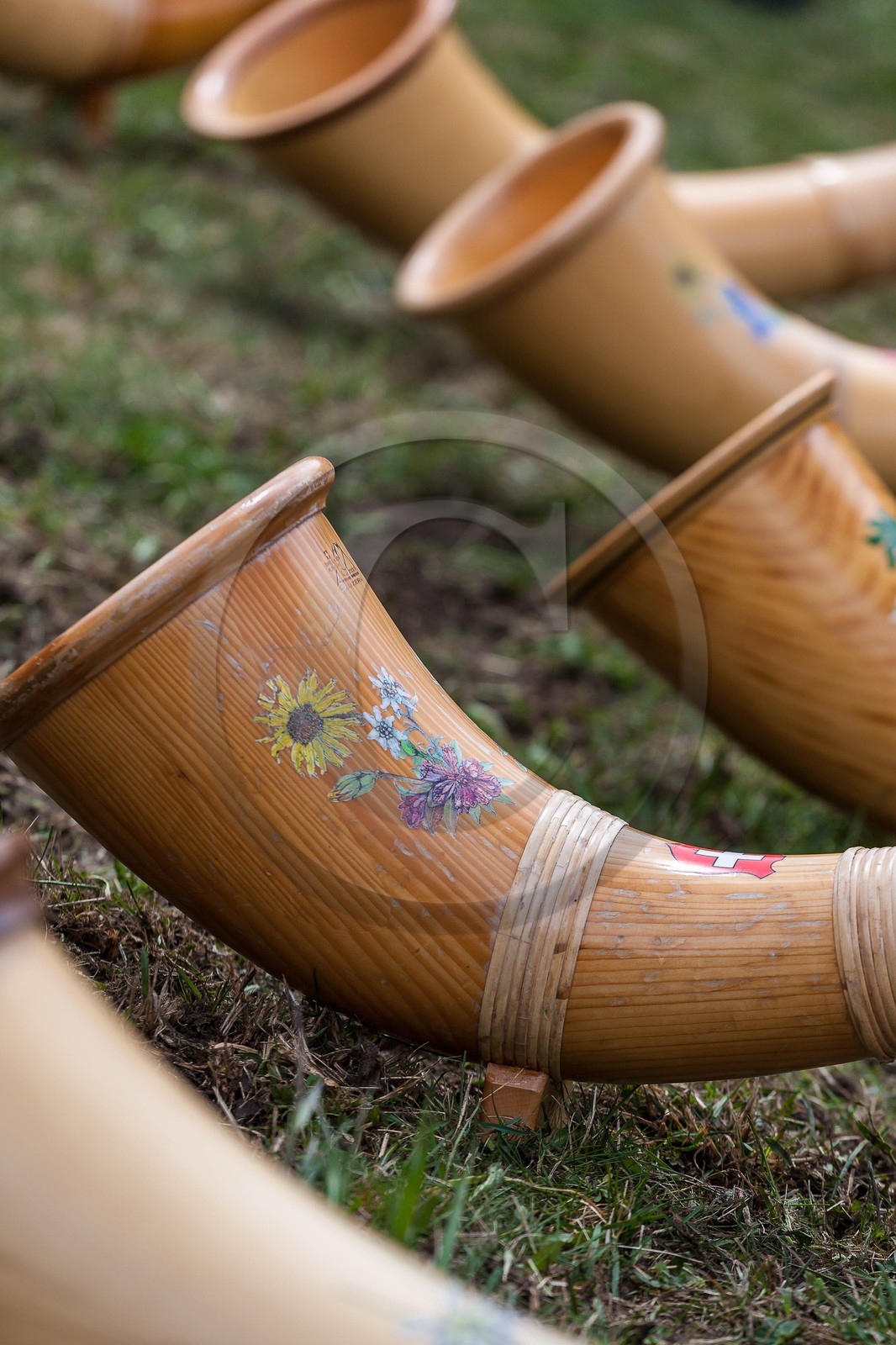 Combat de reines, Evolène, Valais Suisse