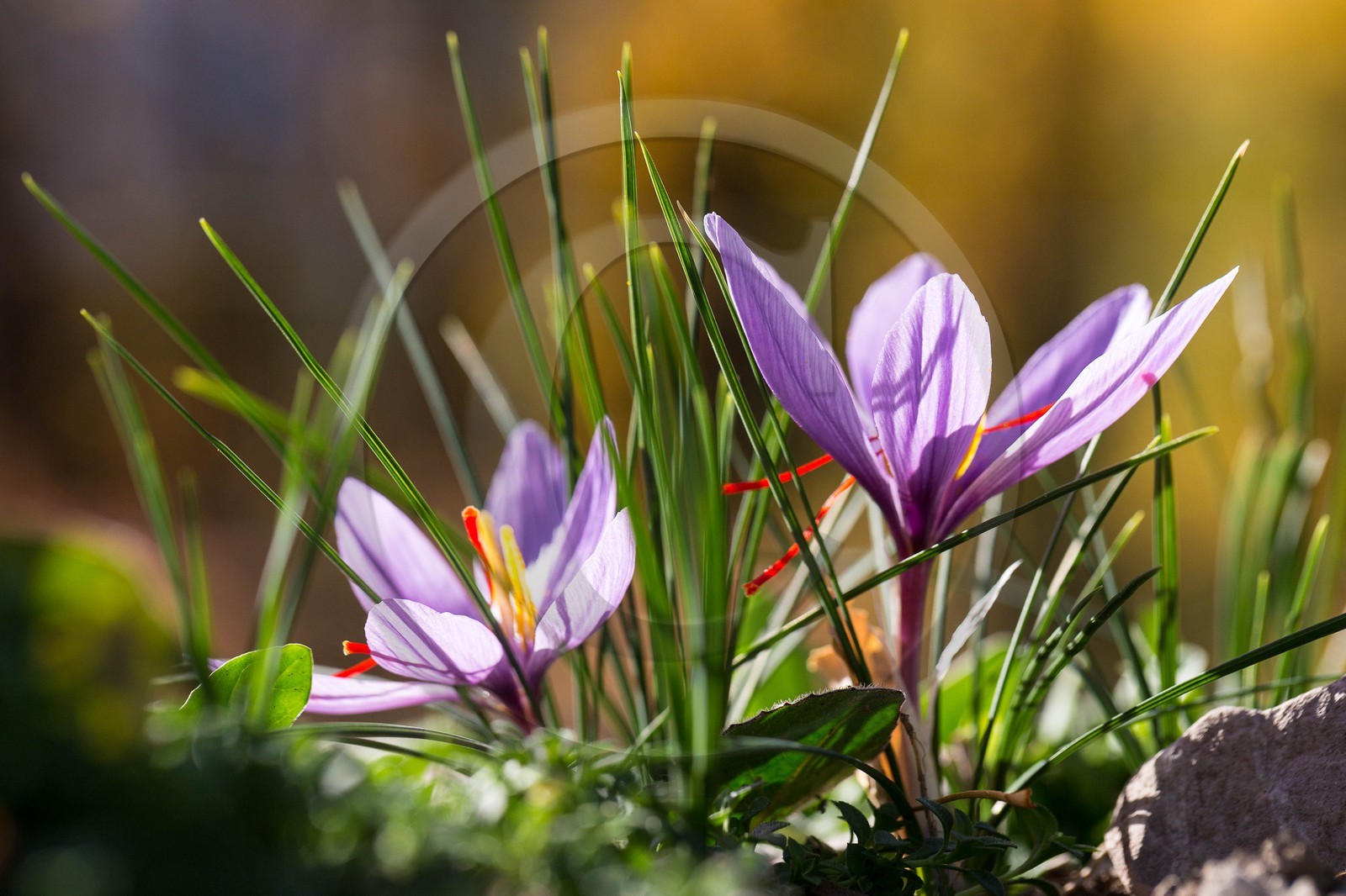 safran, le crocus sativus