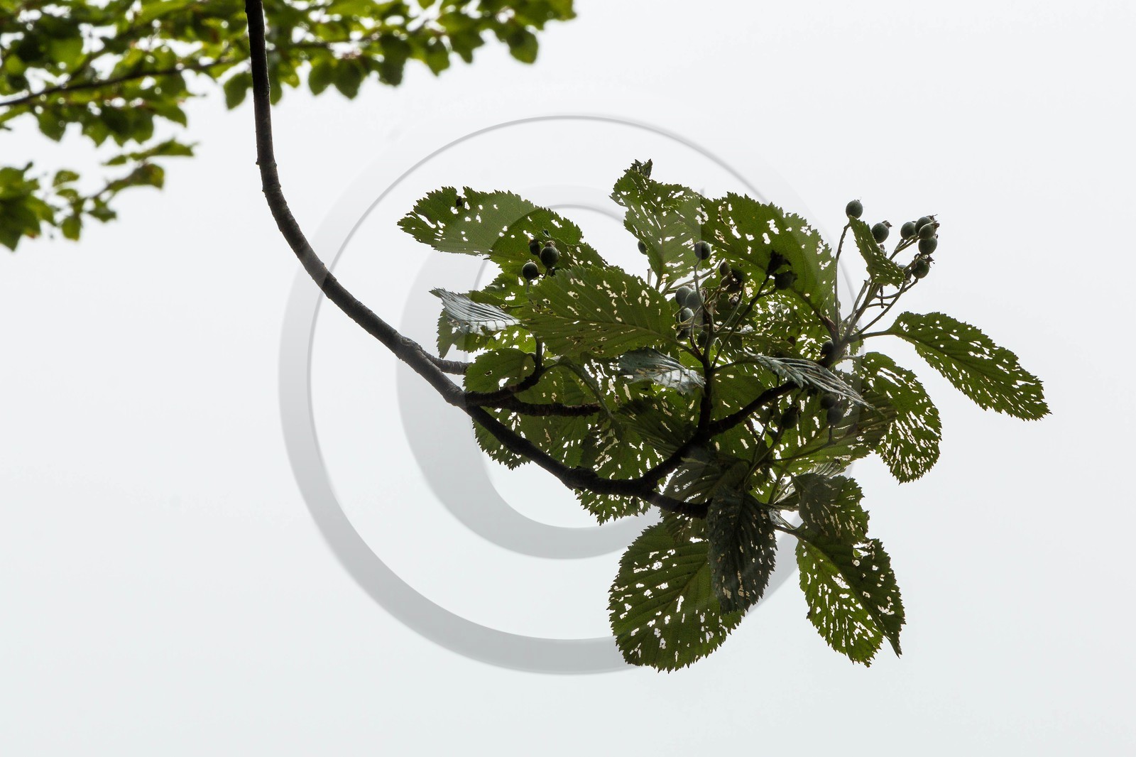 ENS de l'Isère, Les Ecouges