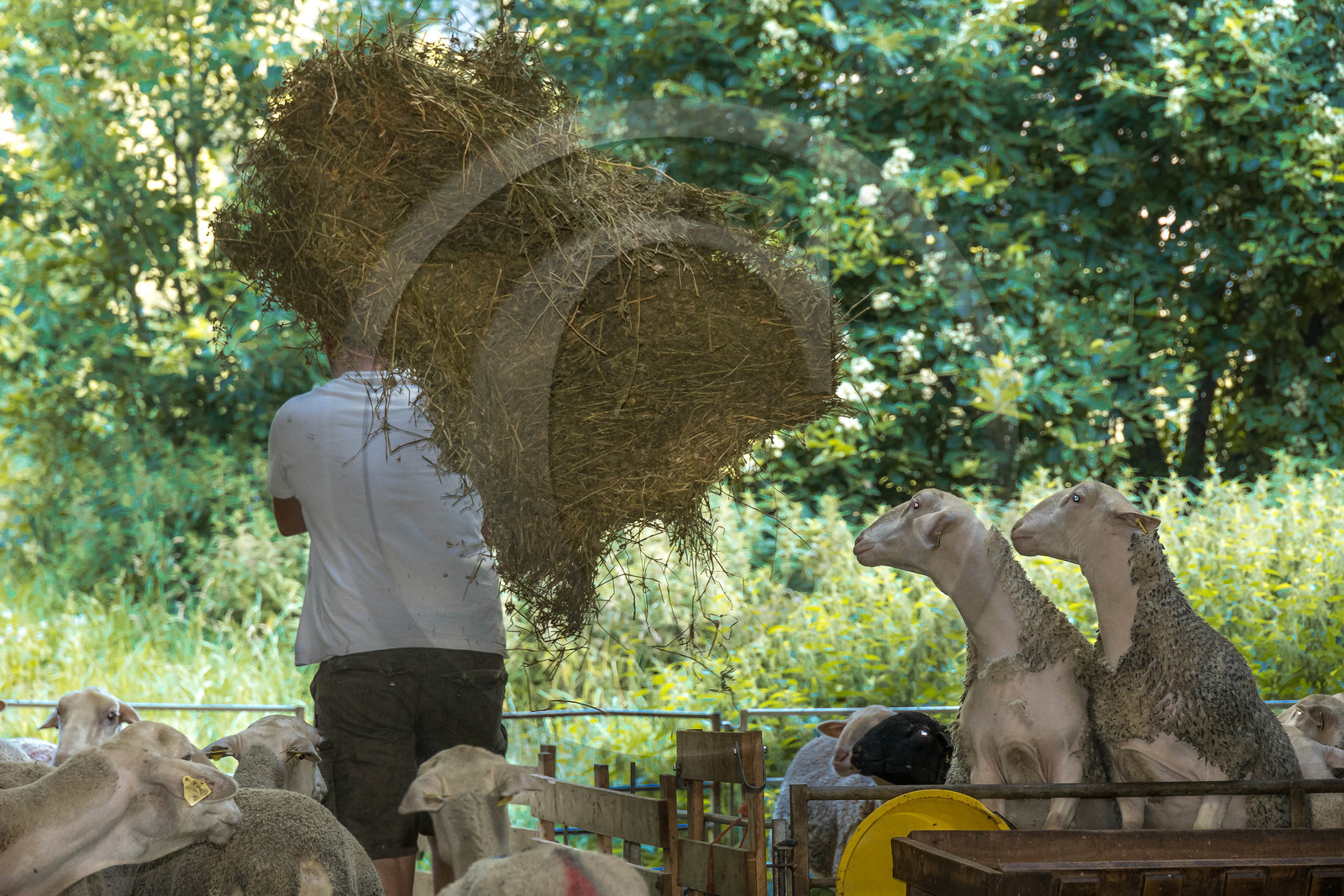 Bergerie de la Lignarre