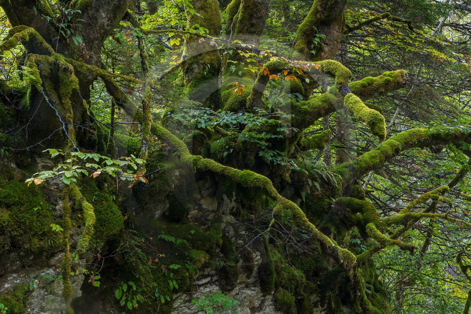 ENS de l'Isère, Les Ecouges