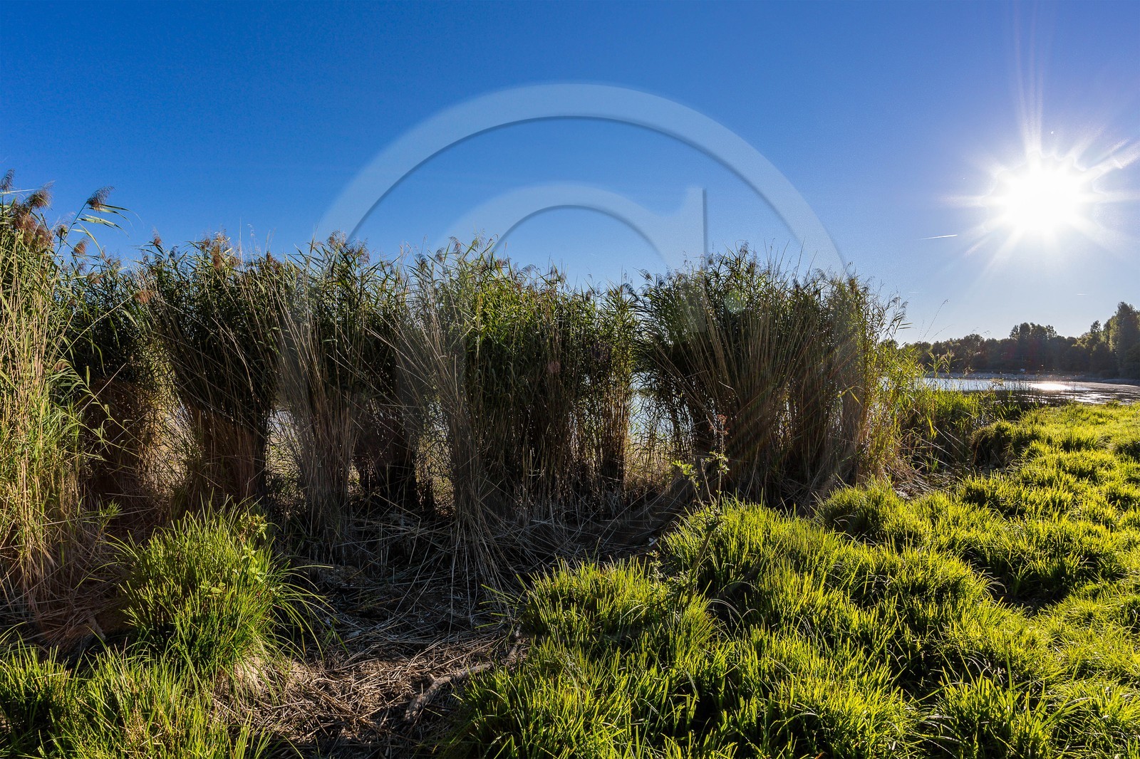 ENS de l'Isère, étang de Montjoux