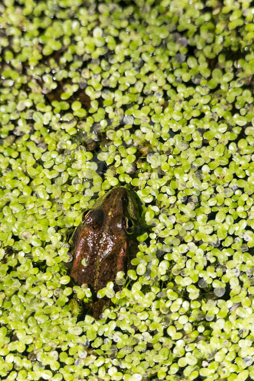 ENS de l'Isère, Tourbières de l'Herretang