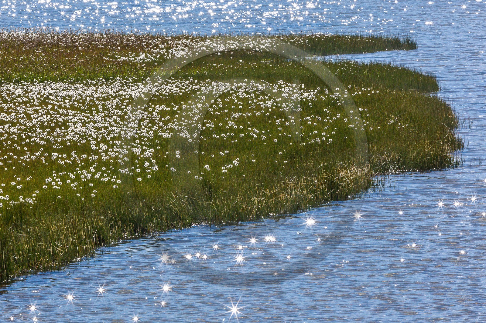 col du Longet, Lac du Longet, linaigrette