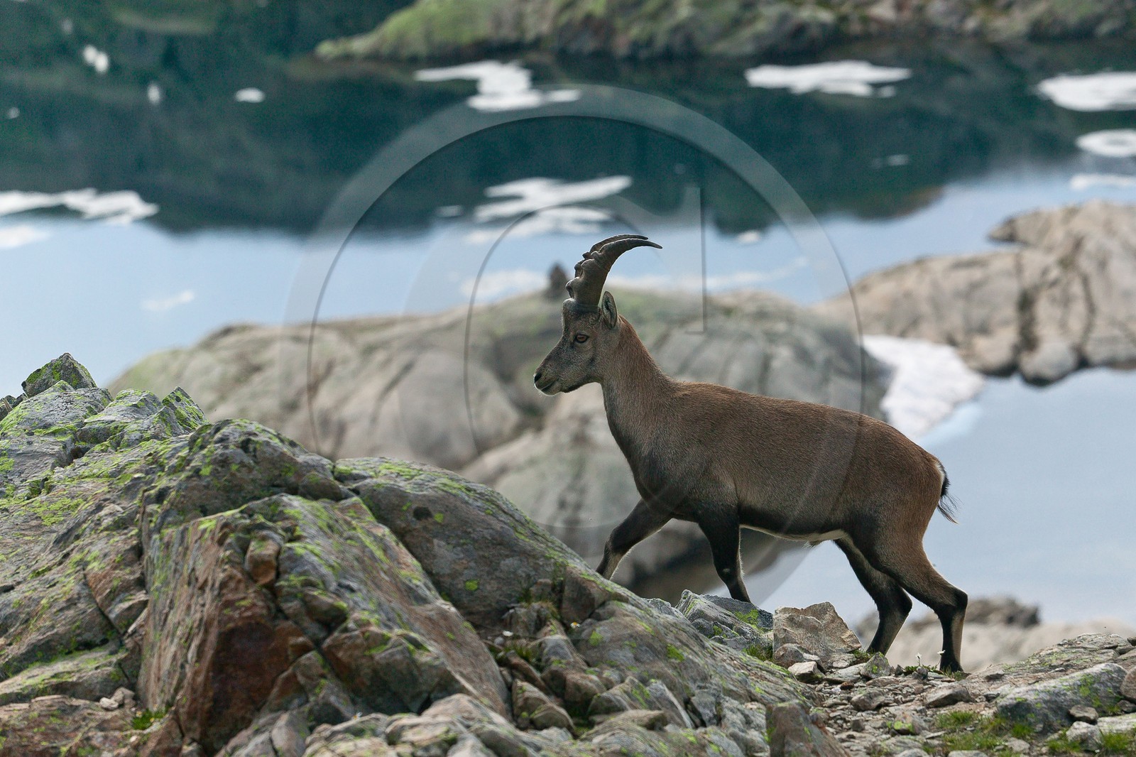 Bouquetin, ou bouquetin des Alpes (Capra ibex)