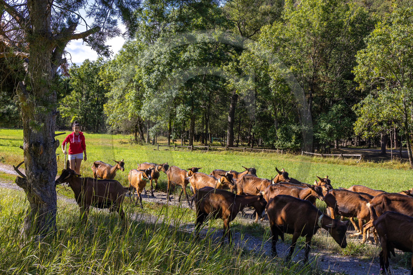 Gaec La Ferme des Ecrins