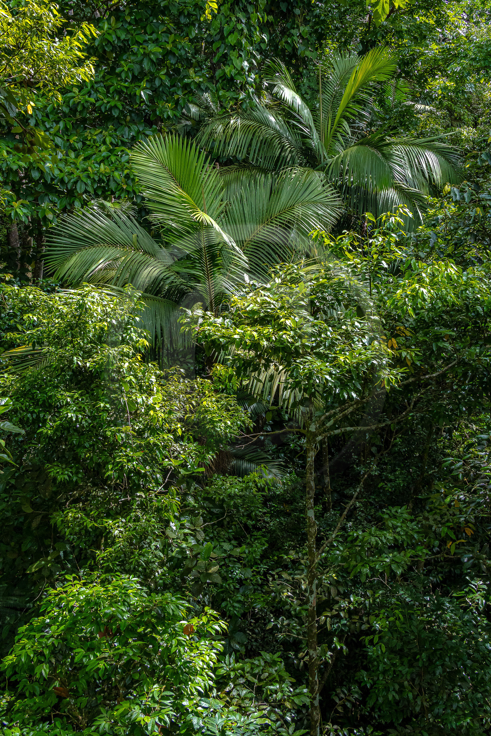 Forêt tropicale, Parc national de la Guadeloupe