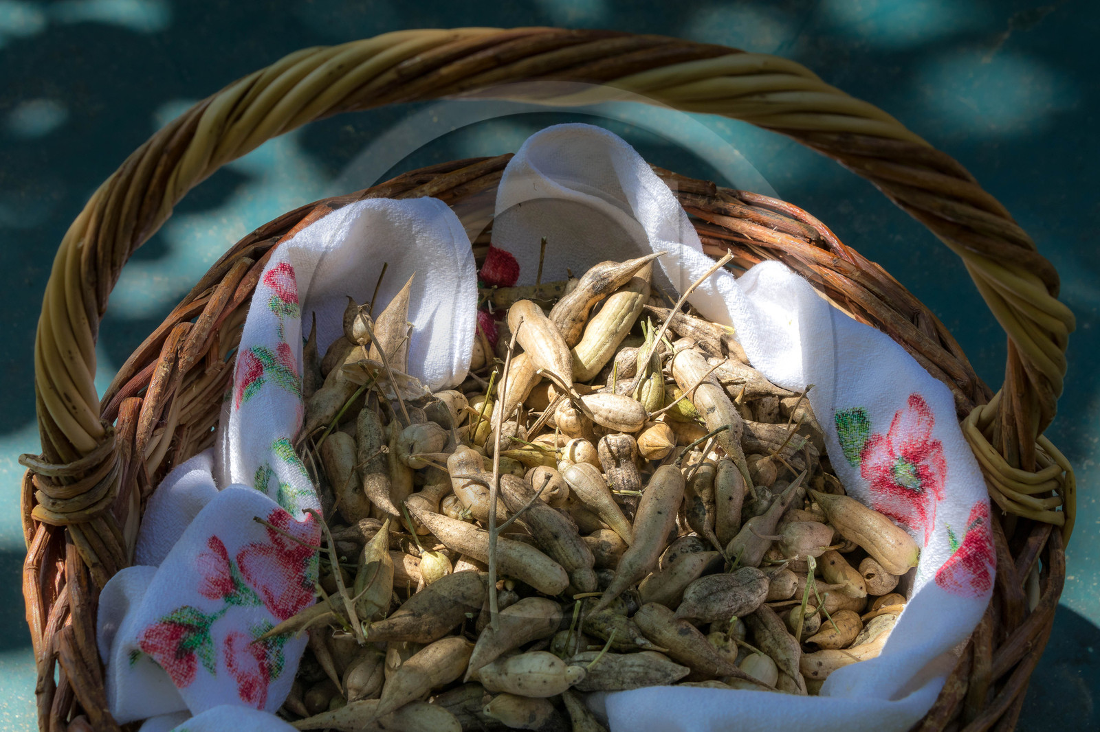 Graines de radis noir