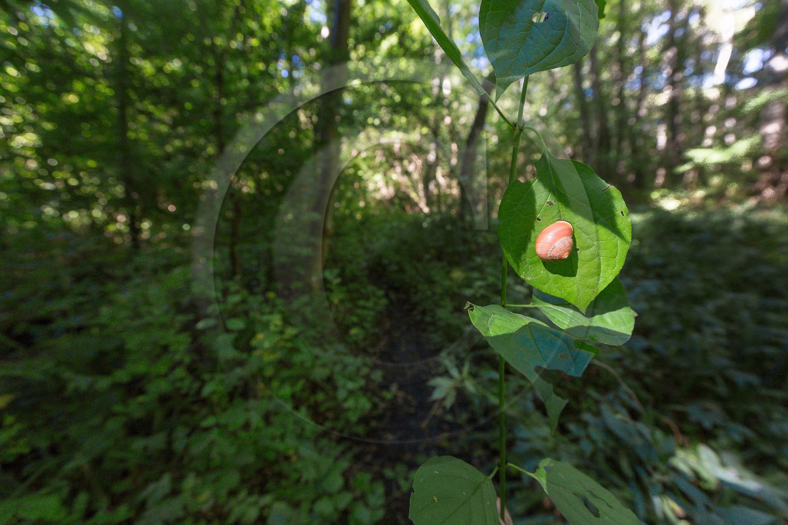 ENS de l'Isère, étang de Montjoux