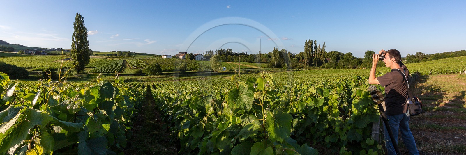 Domaine viticole Michel-Andreotti