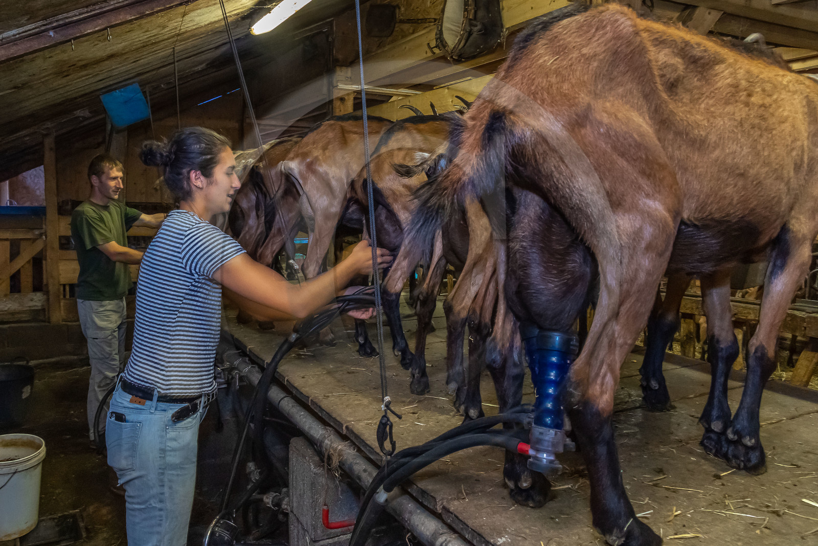 Ferme du Bayle, traite des chèvres