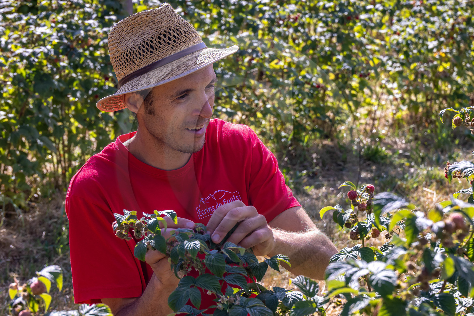 Ecrins de fruits, producteur de fruits rouges