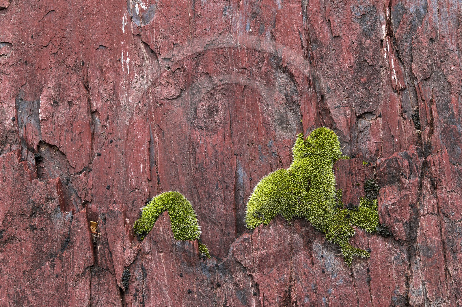 Vallée de la Tinée, Roubion, gorges de la Vionène