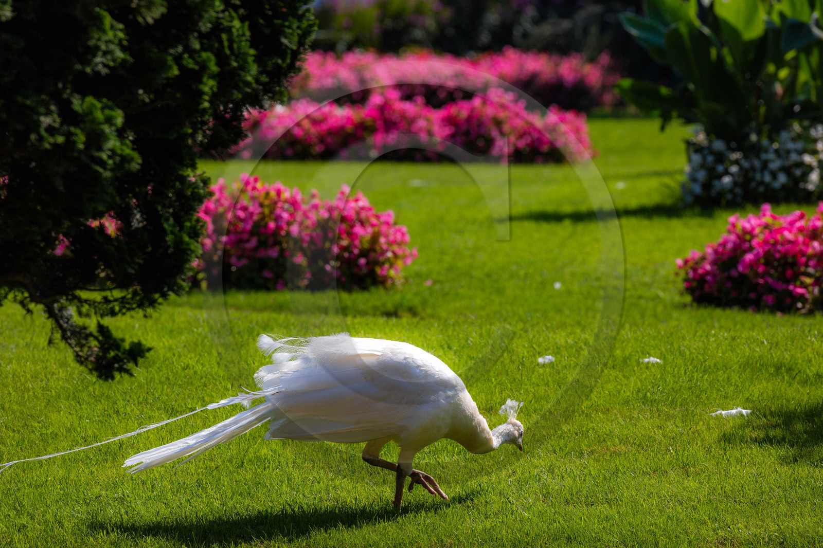 Lac Majeur, Isola Bella, paon blanc
