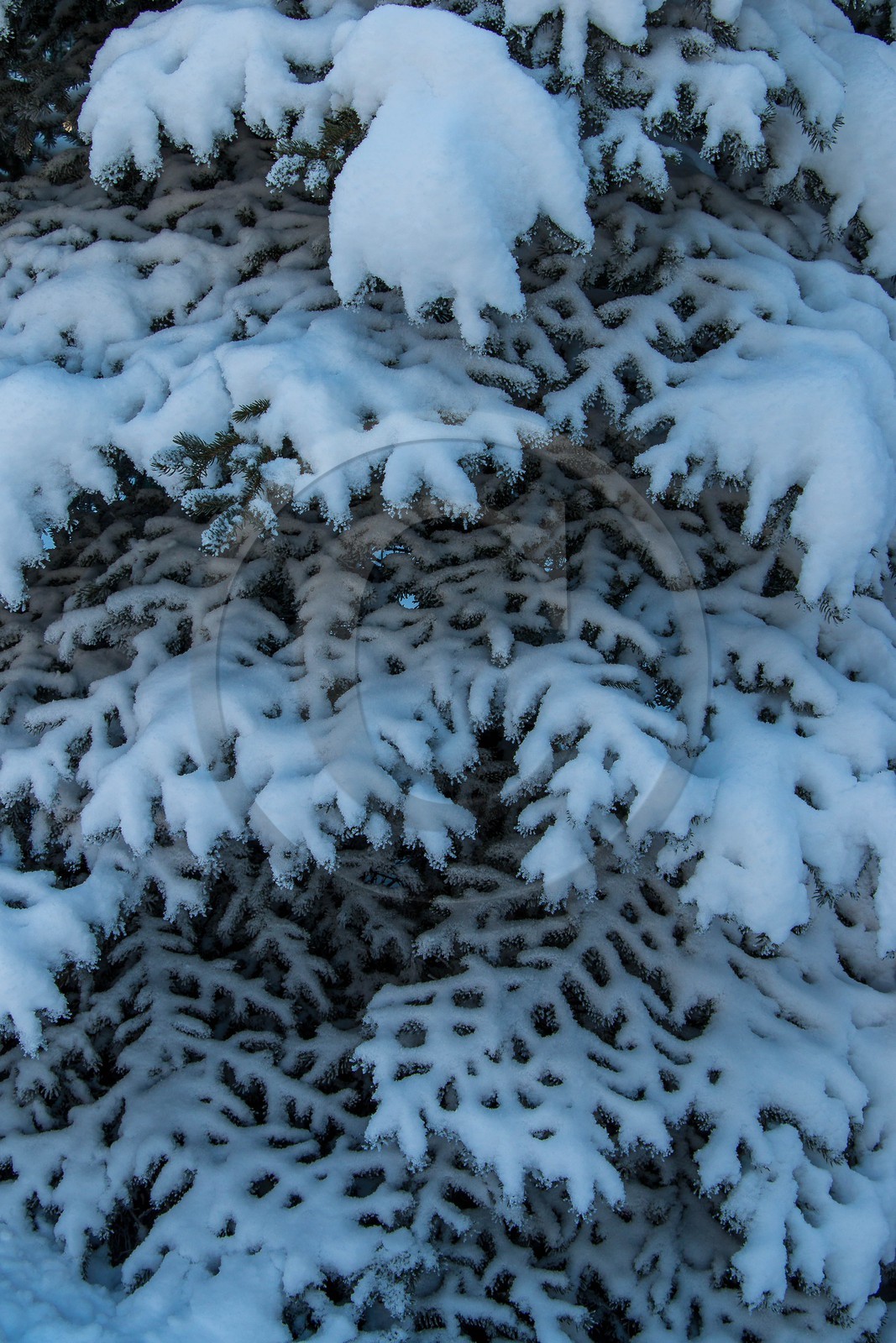 Pépinière Robin, producteur de sapin de Noël