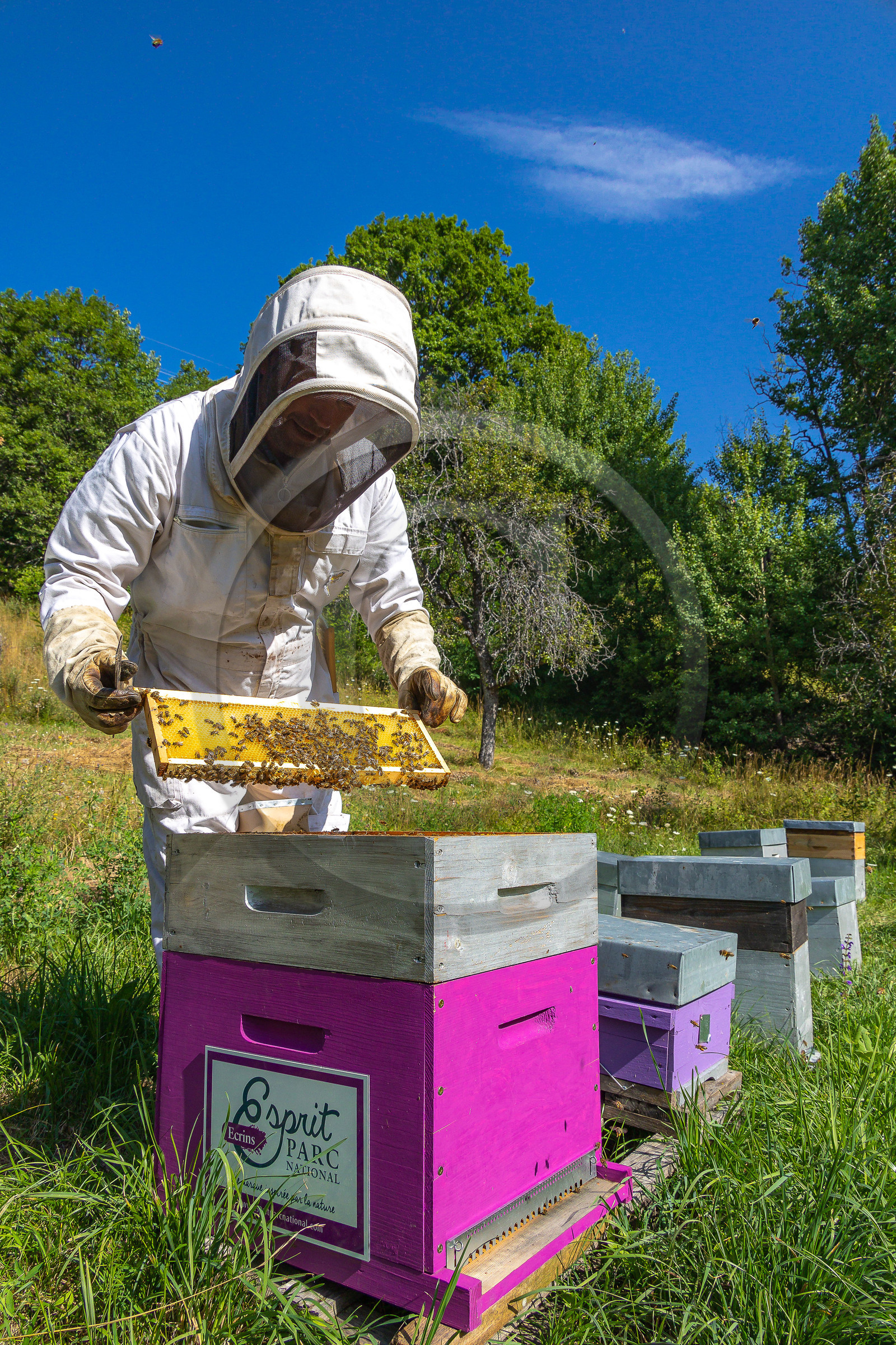 Jean-Jacques Daubert - Apiculteur