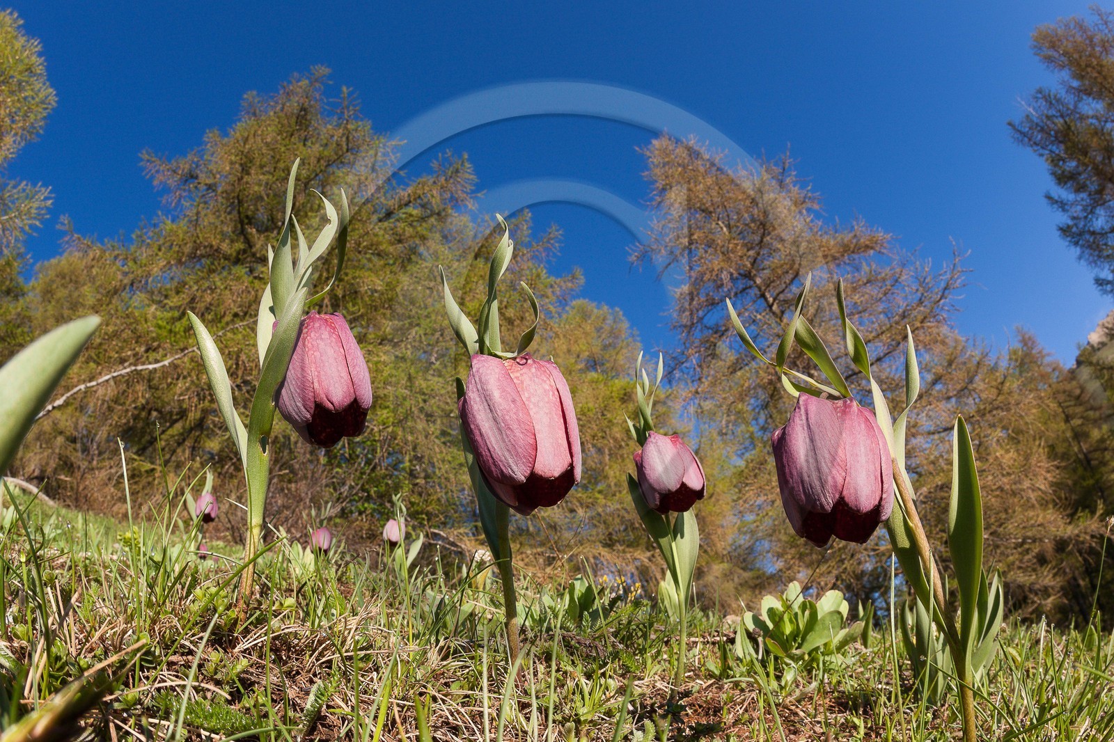 Fritillaire du Dauphiné , Fritillaria tubiformis