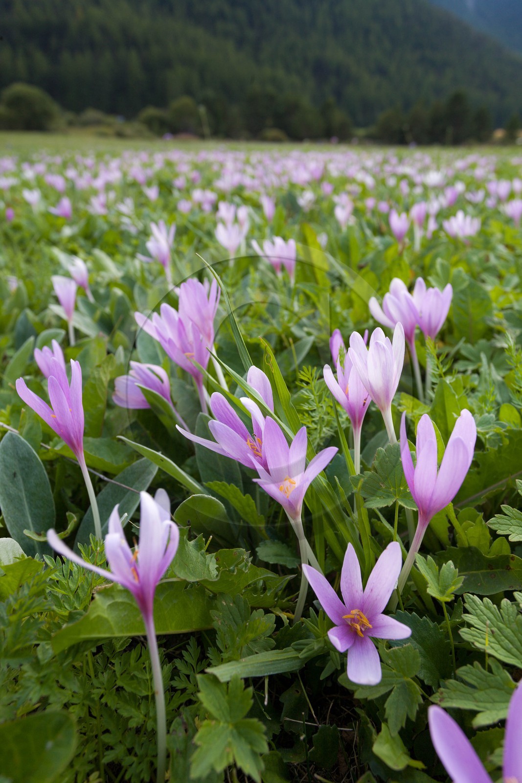Colchique d'automne, Colchicum autumnale
