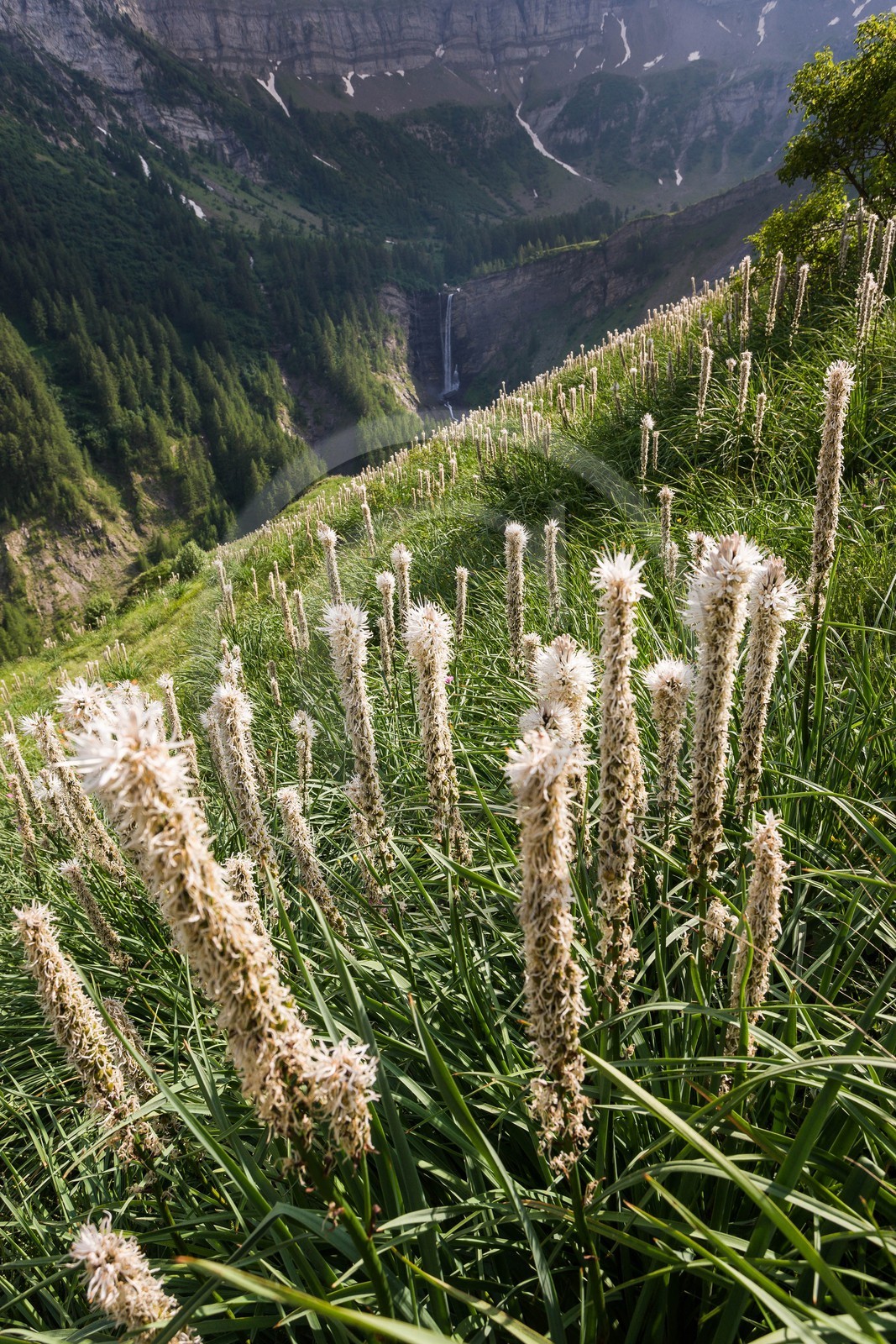 Asphodèle blanc, Asphodelus albus