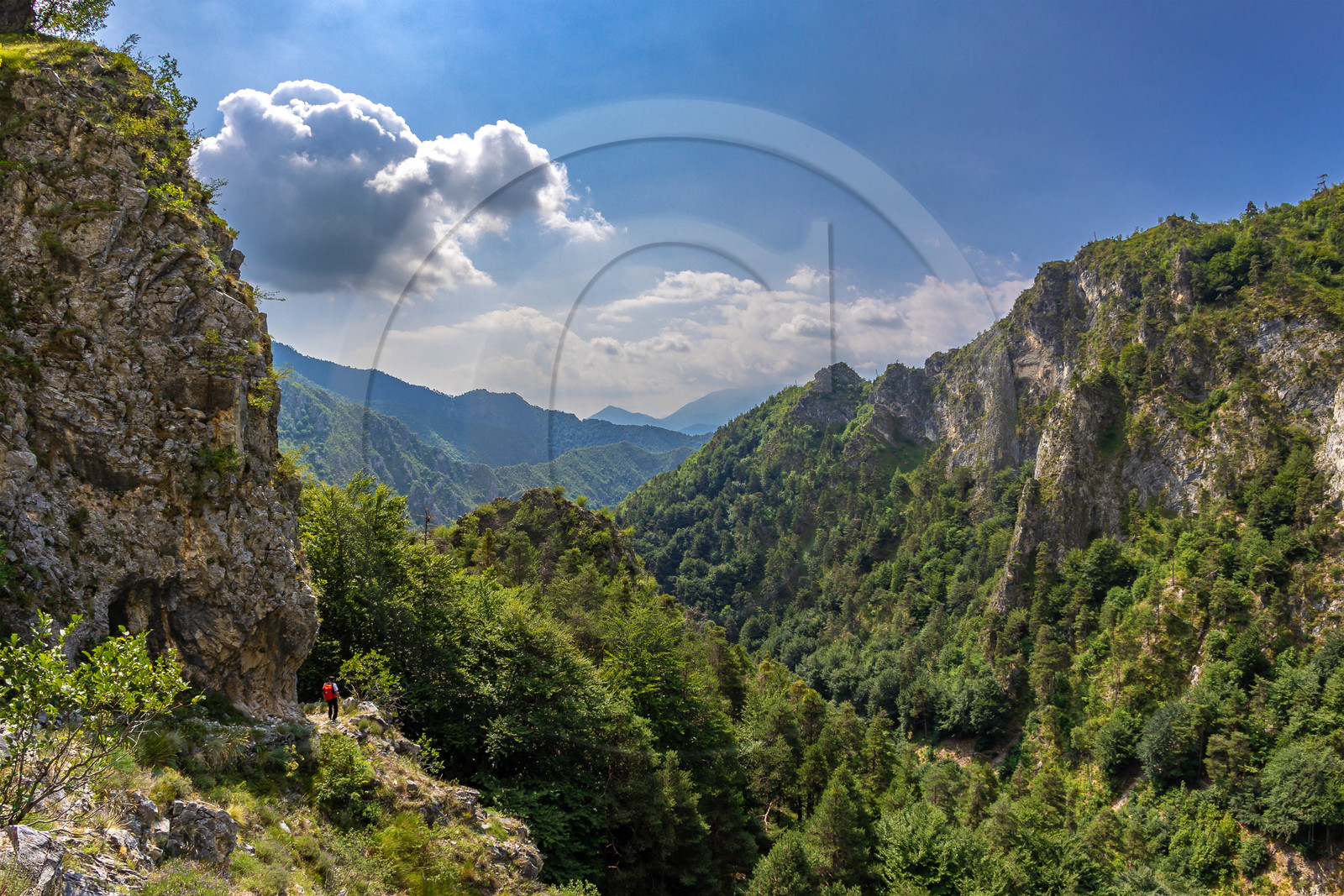 Camoglieres, sentier des cyclamens