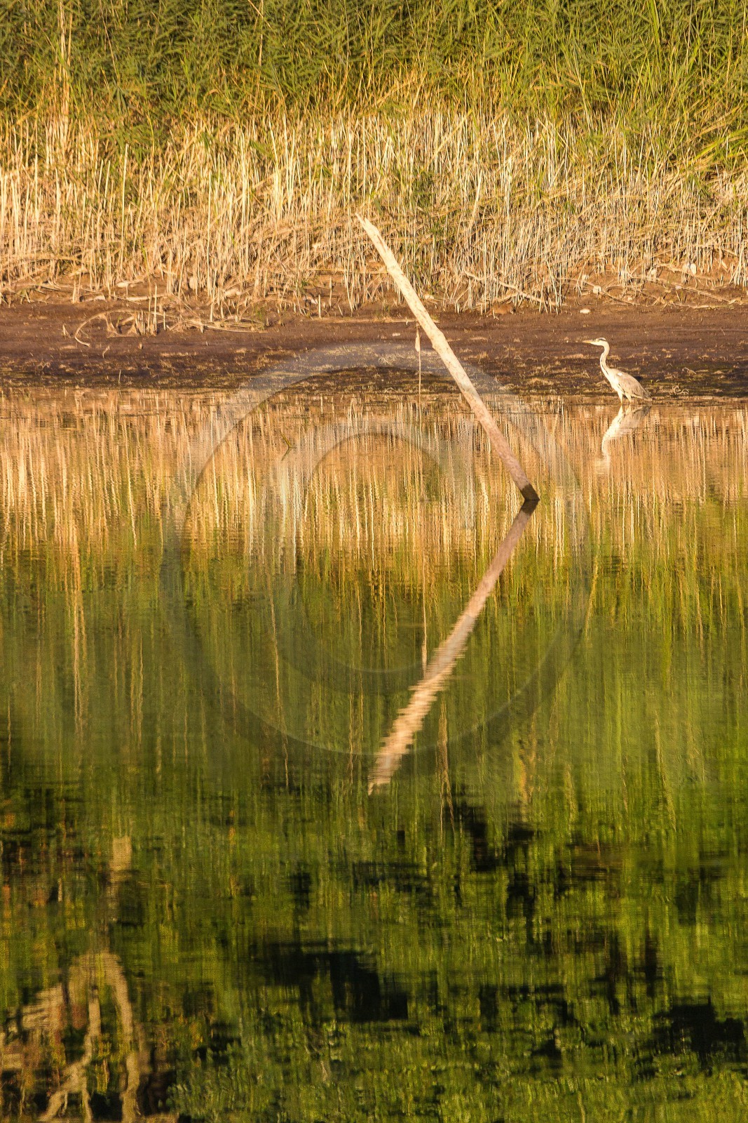 ENS de l'Isère, étang de Montjoux