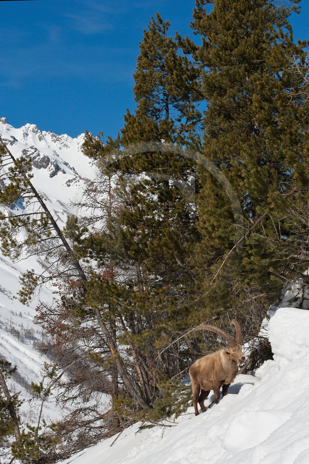 Bouquetin, ou bouquetin des Alpes (Capra ibex)