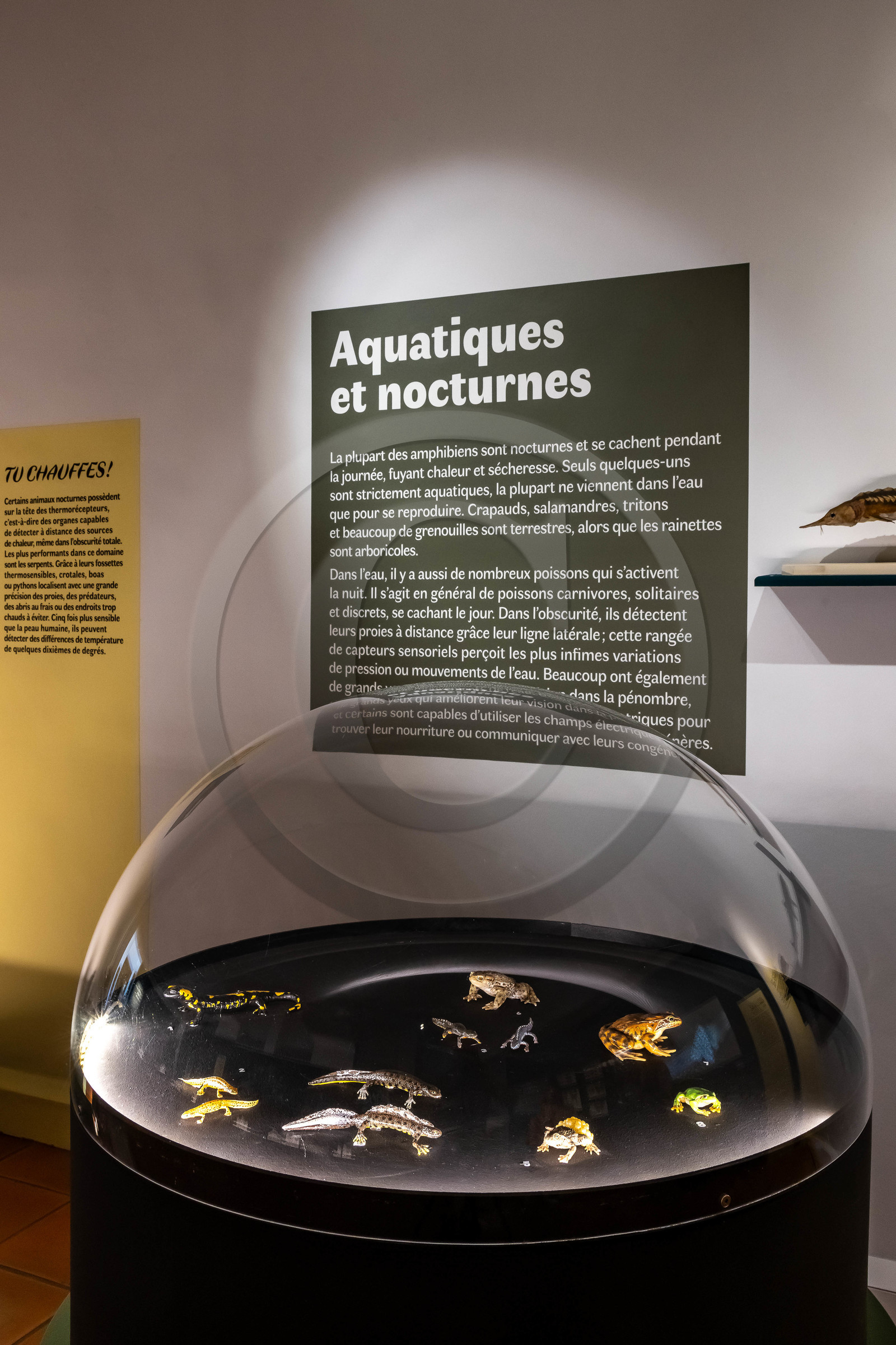 Musée Muséum départemental des Hautes-Alpes, Exposition Nuit