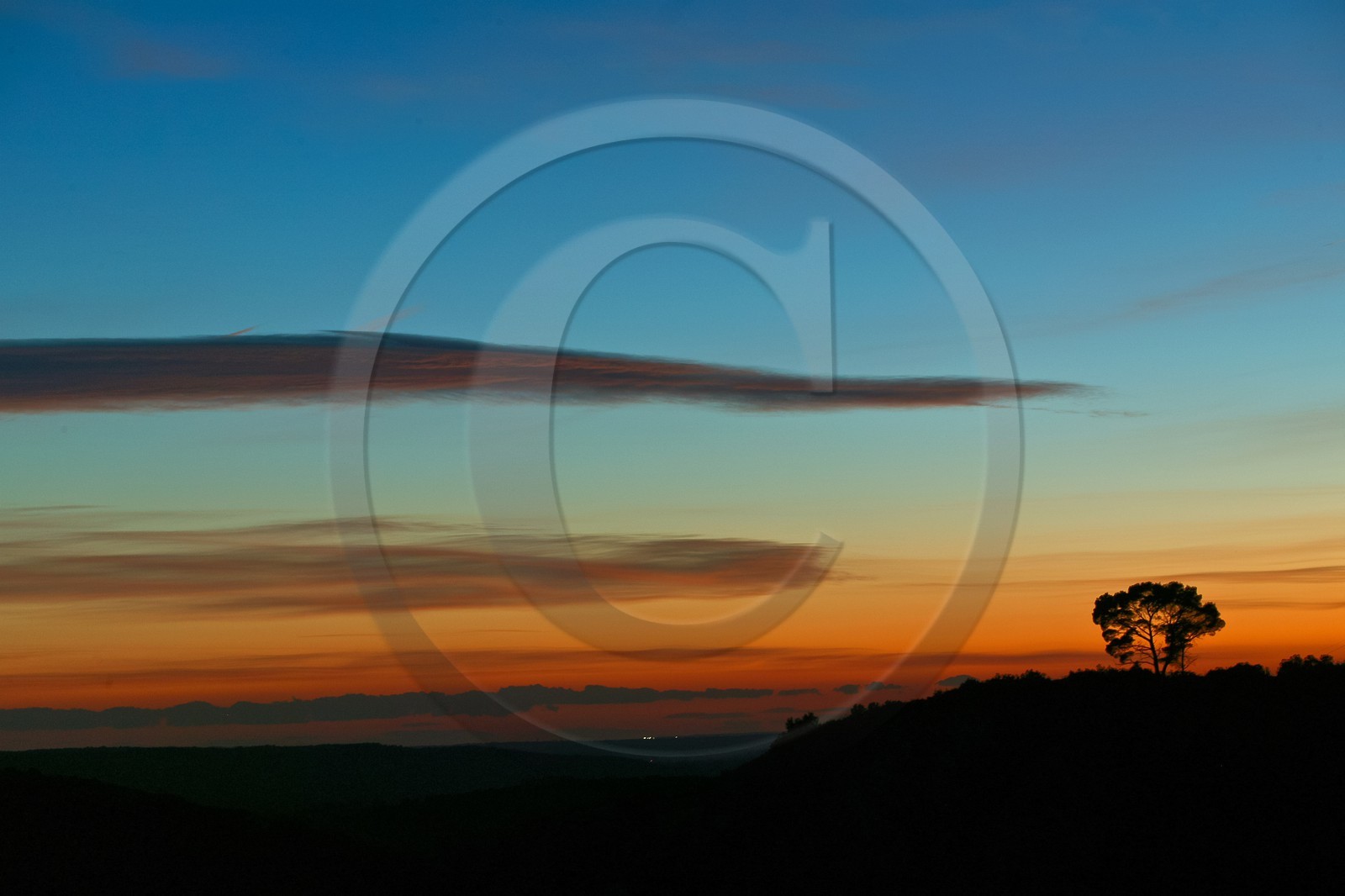 Pin parasol, Pin pignon, Pinus pinea