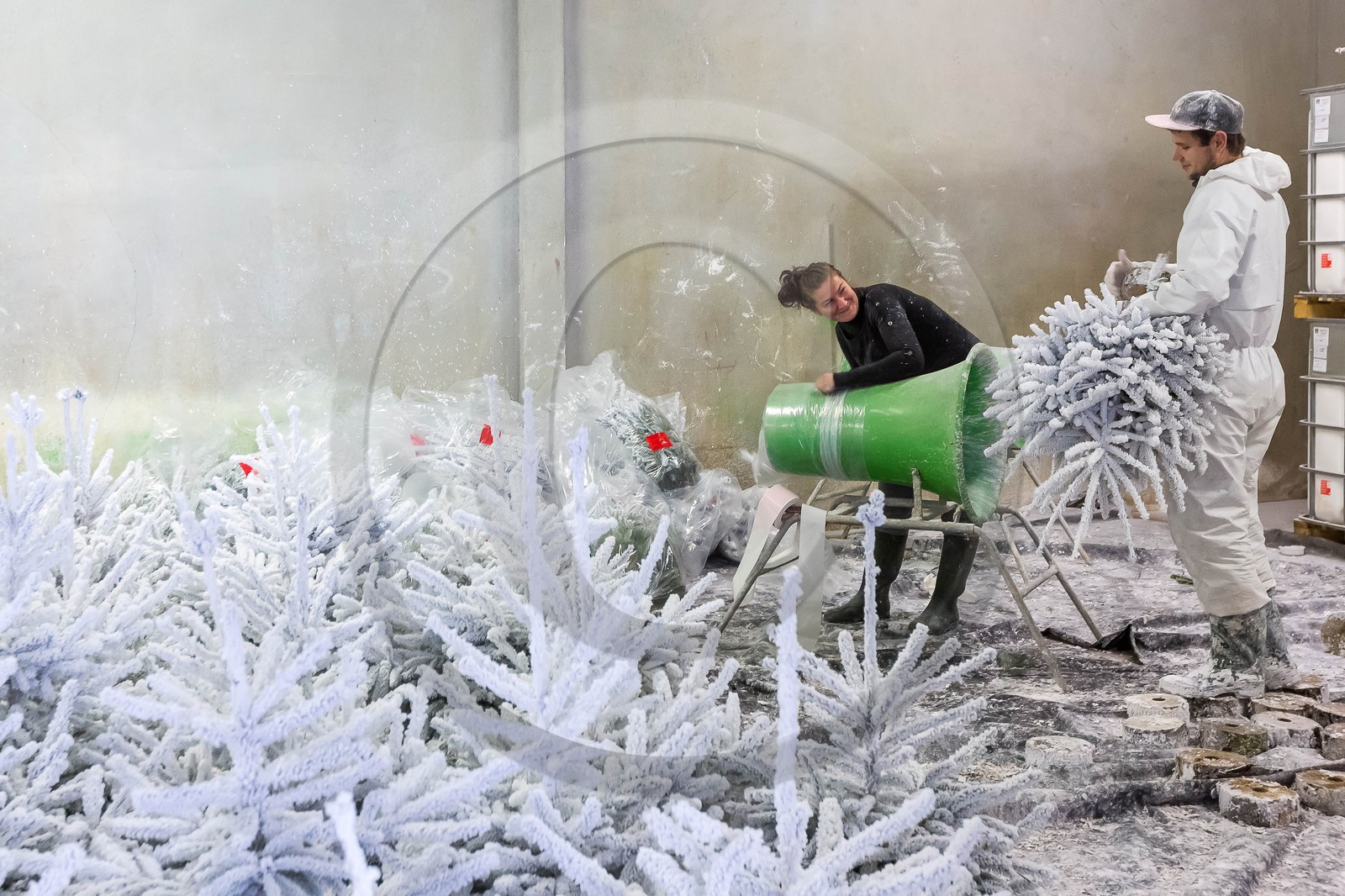 Pépinière Robin, producteur de sapin de Noël