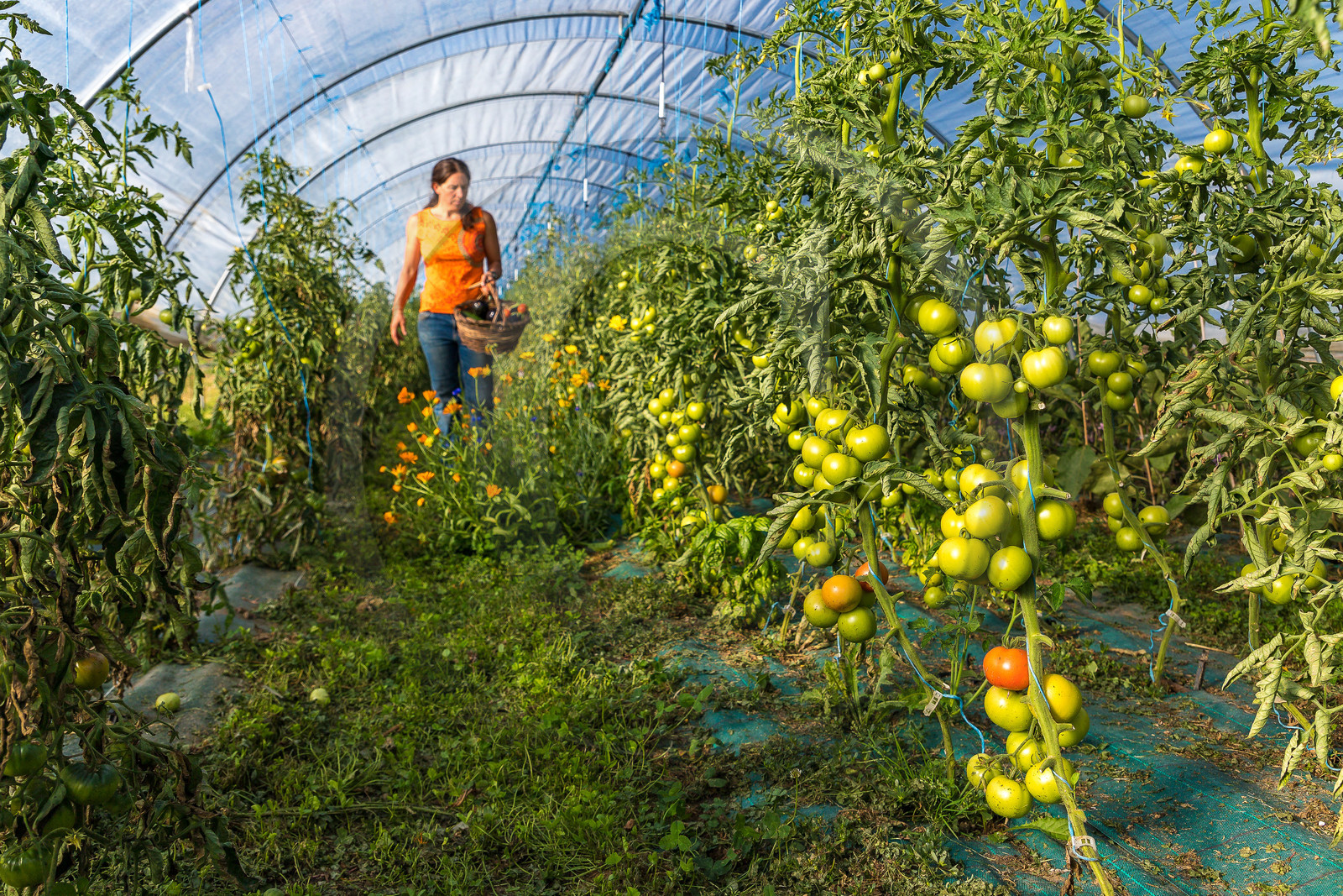 LéguMontagne Sylvie Jaussaud , Maraîchères bio