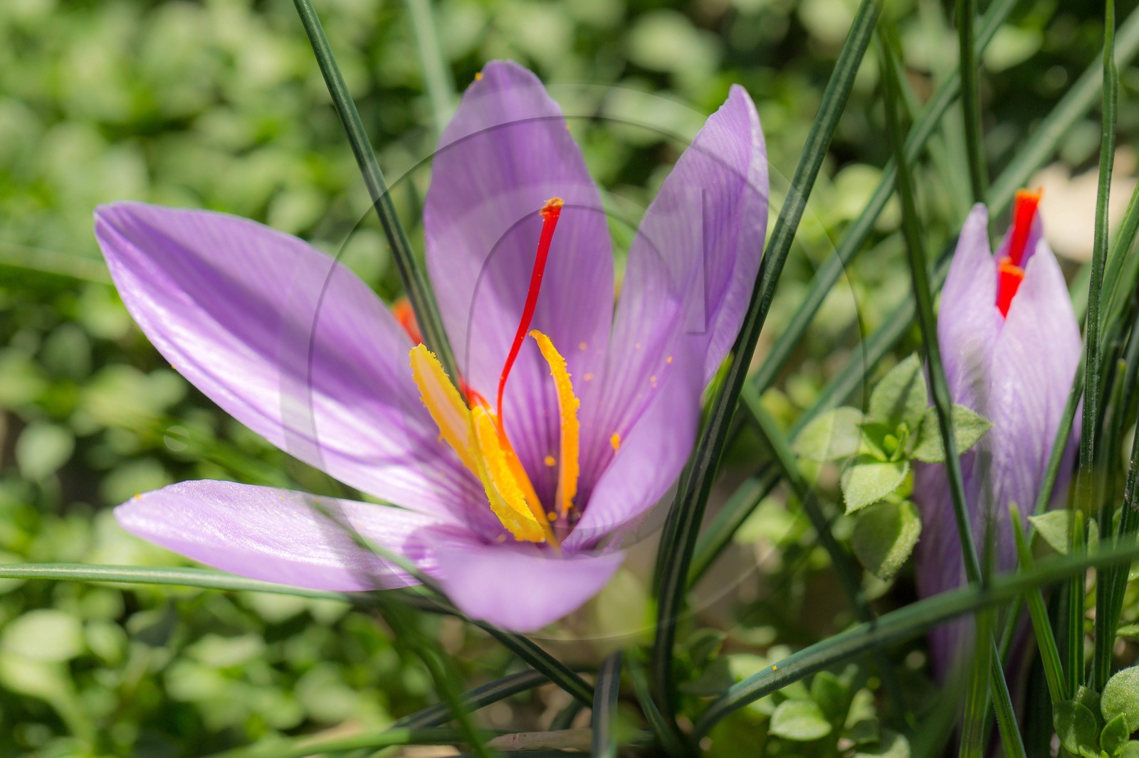 safran, le crocus sativus