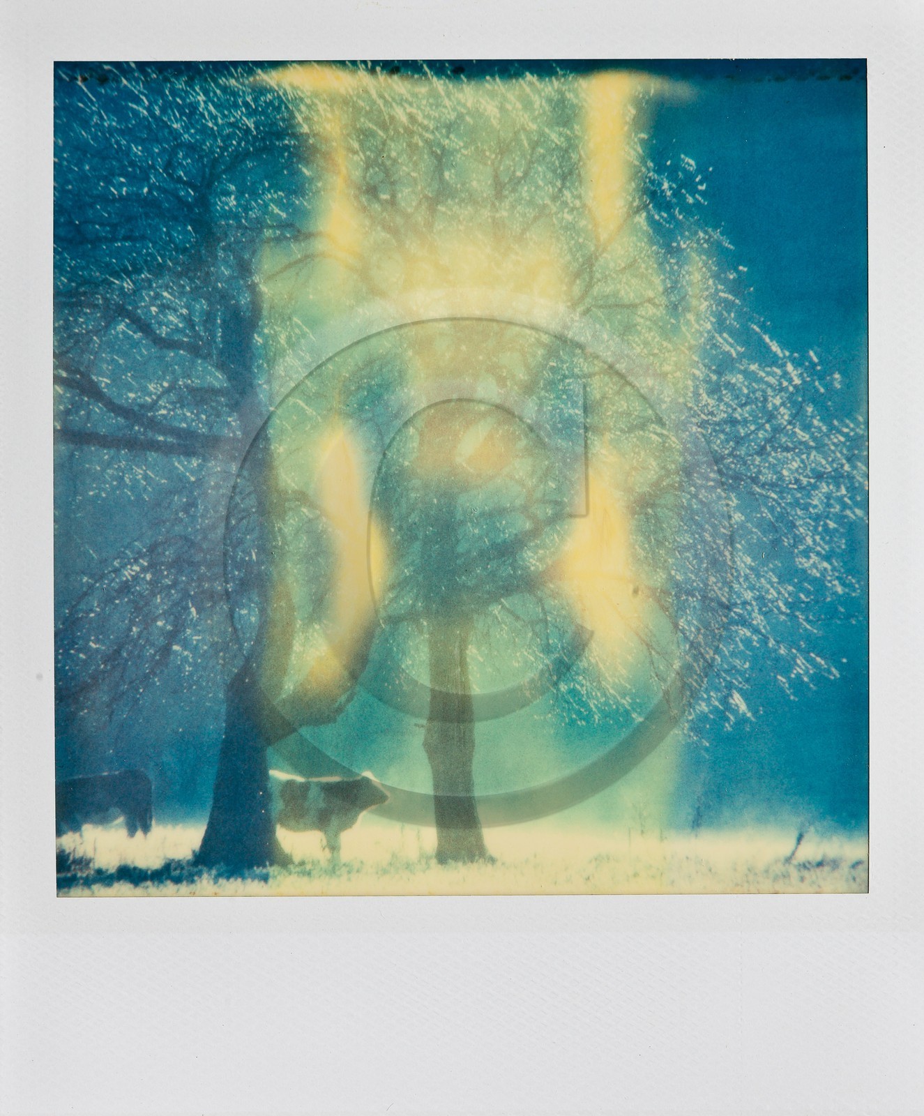 Exposition Arbres et petites forêts, éloge de la biodiversité