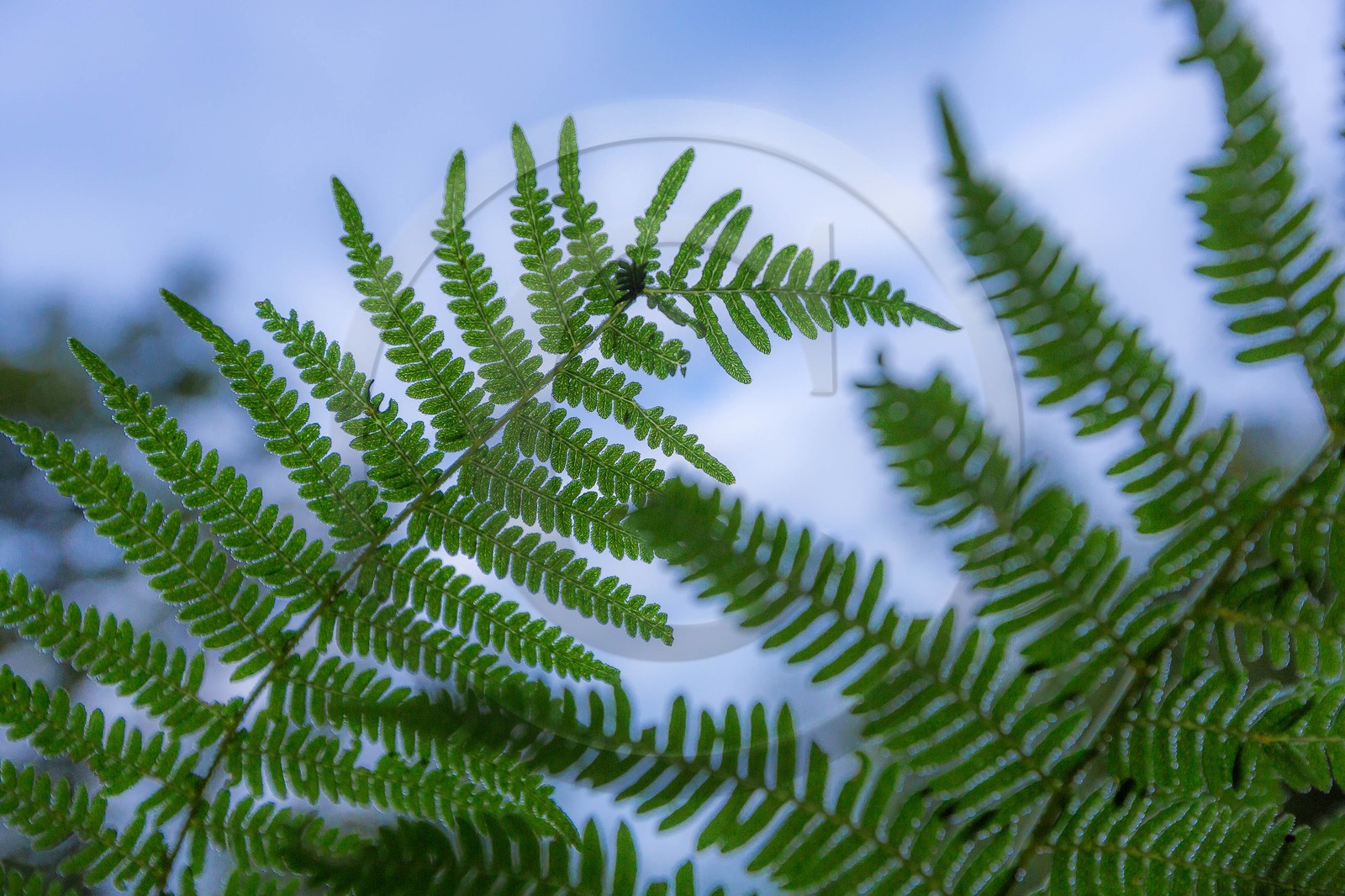 ENS de l'Isère, Tourbière des Planchettes