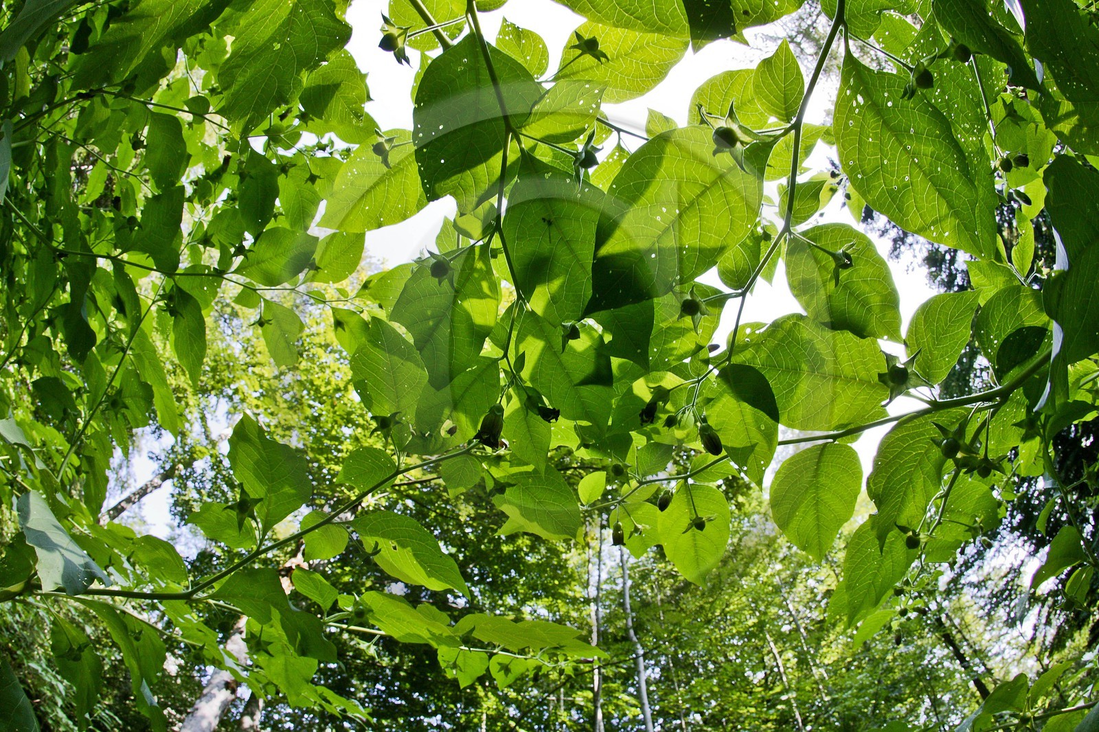 Belladone, Atropa belladonna