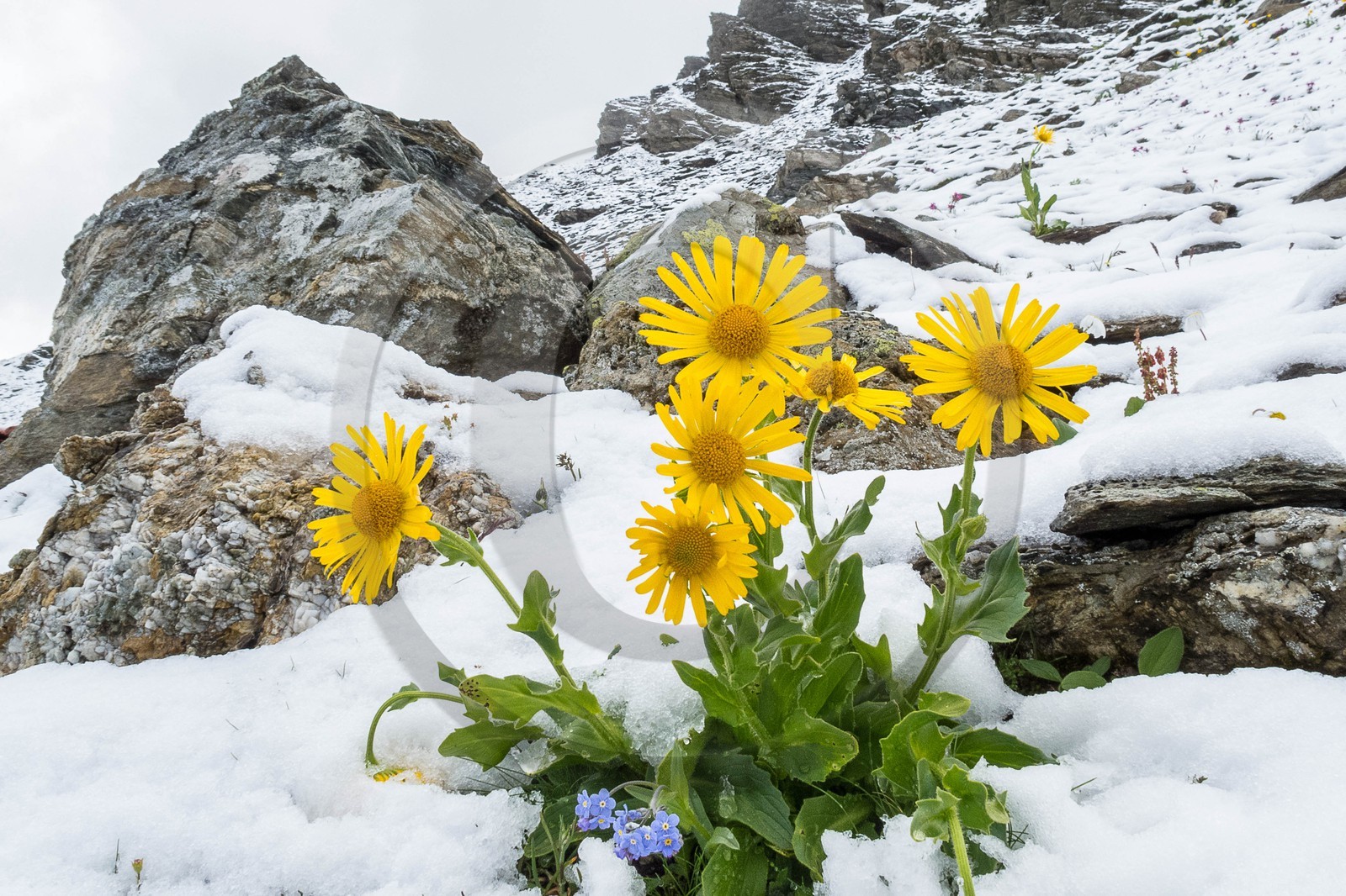 Doronic à grandes fleurs, Doronicum grandiflorum