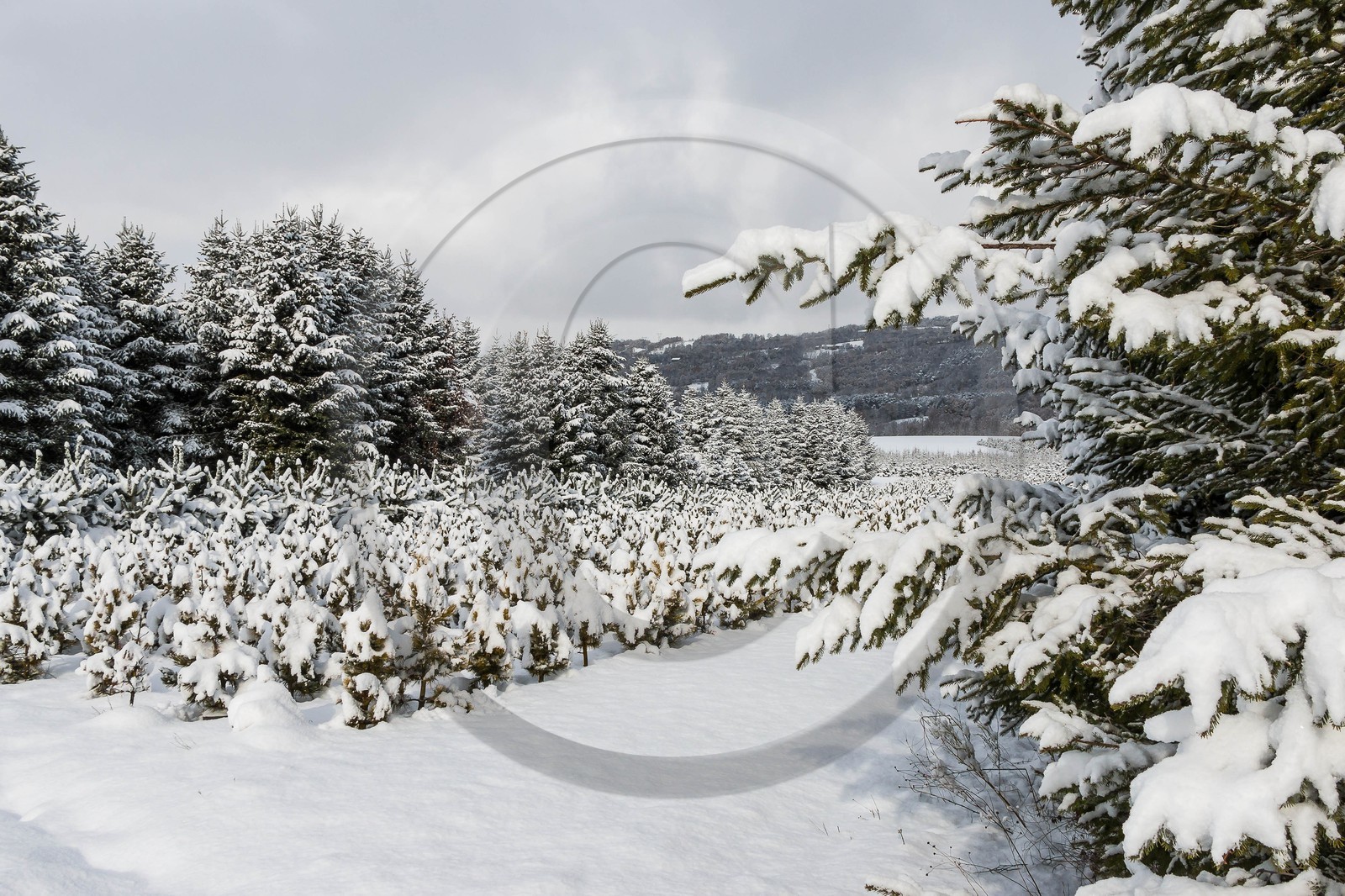 Pépinière Robin, producteur de sapin de Noël