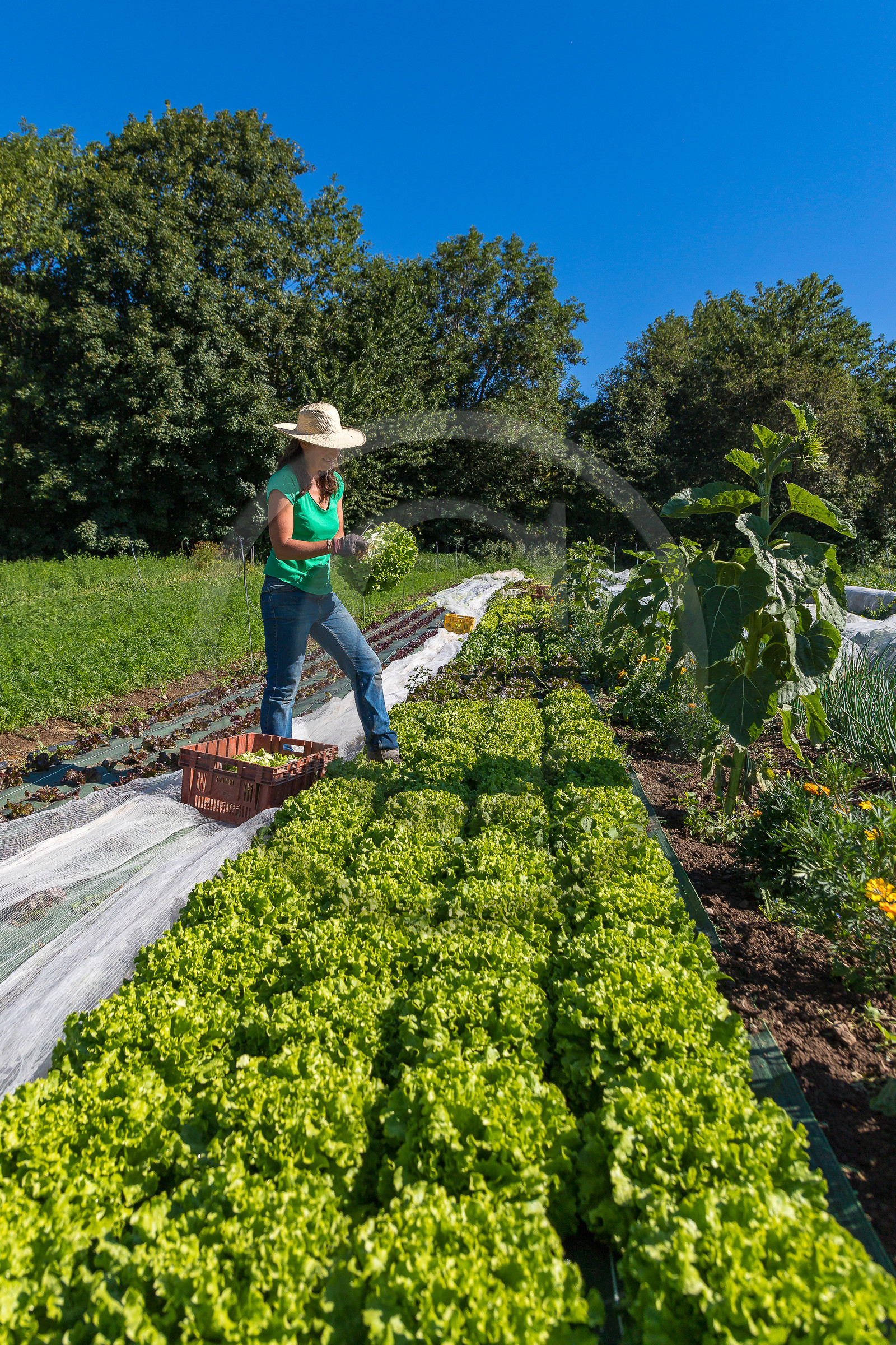 LéguMontagne Sylvie Jaussaud , Maraîchères bio