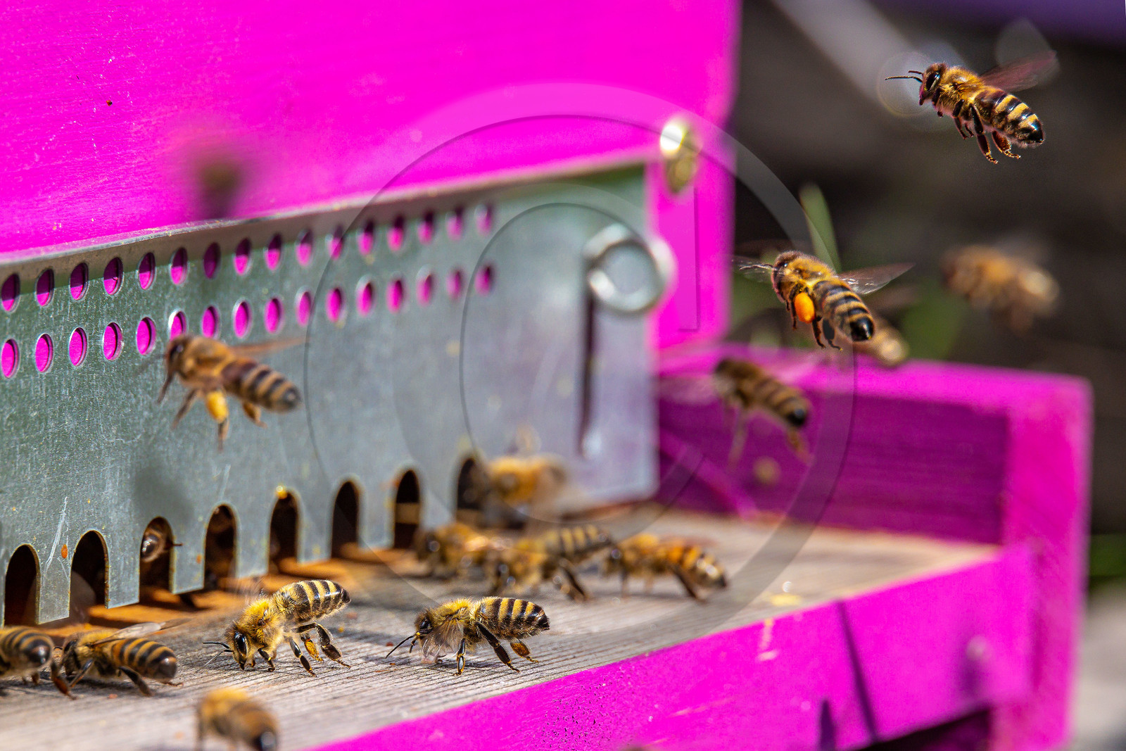 Jean-Jacques Daubert - Apiculteur