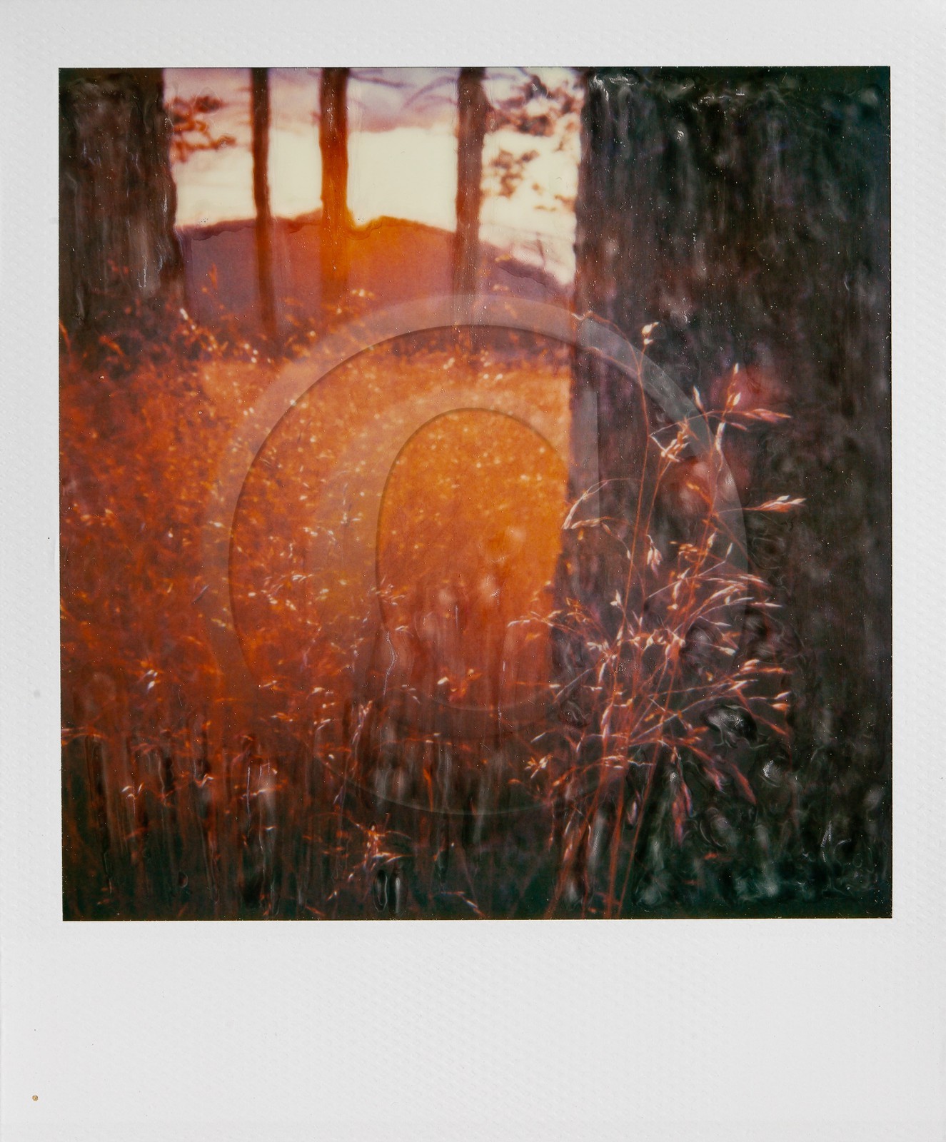 Exposition Arbres et petites forêts, éloge de la biodiversité