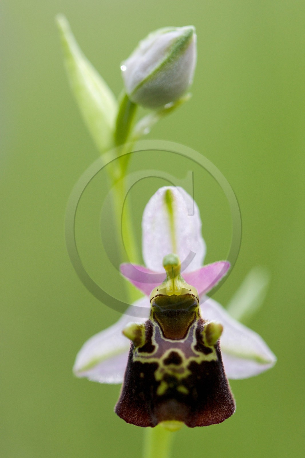 Ophrys