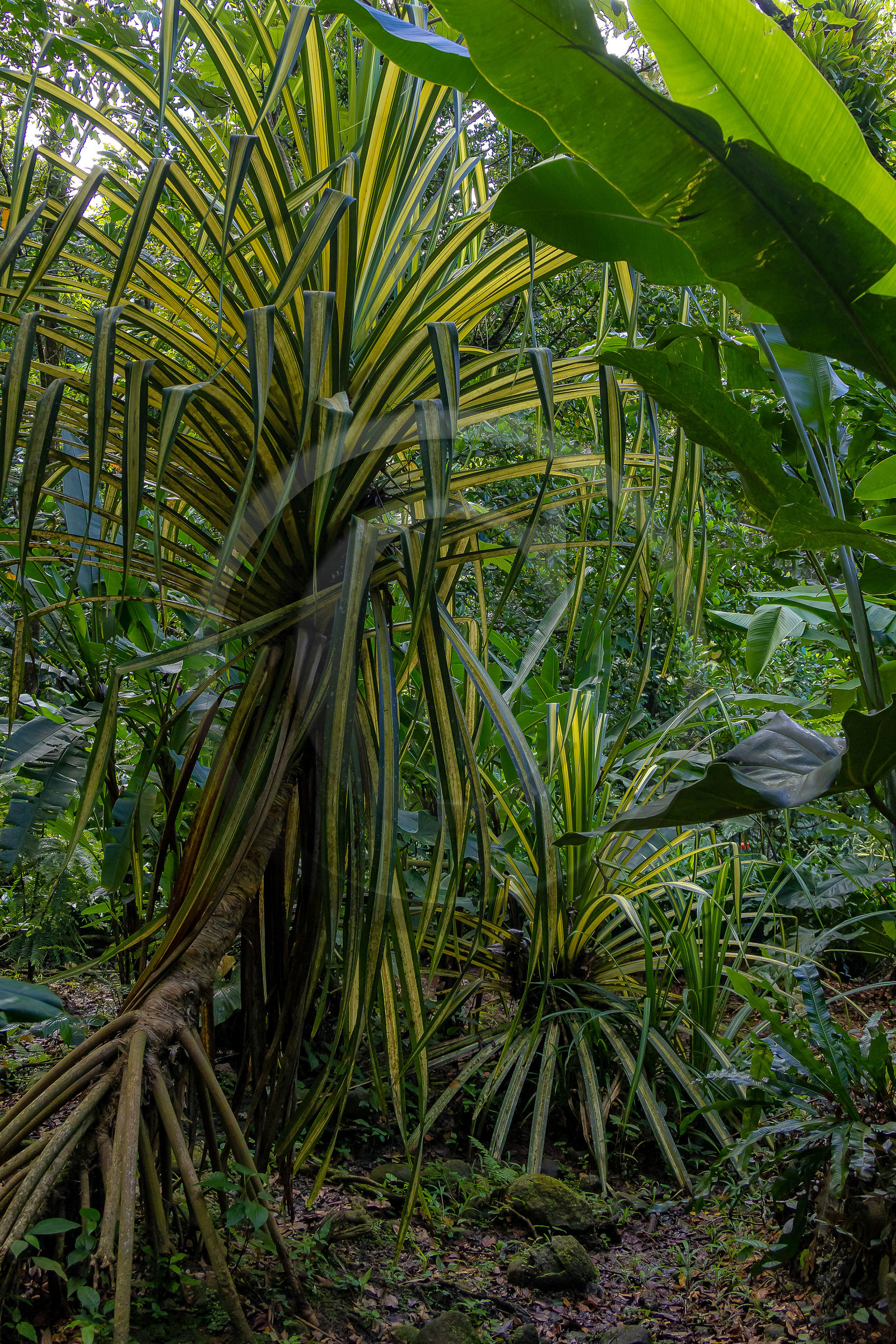 Forêt tropicale, Parc national de la Guadeloupe