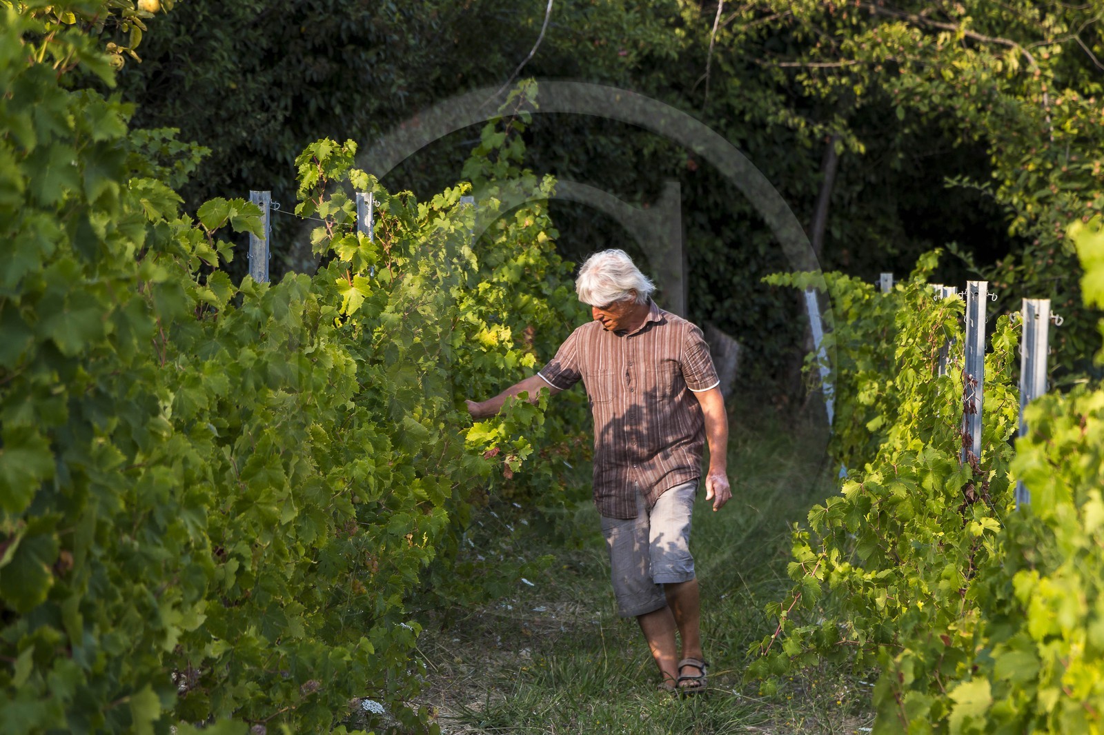 Vignoble de Saint-Jeannet, propriétaire récoltant Denis Rasse