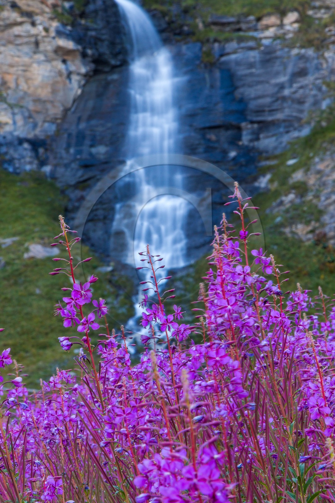 cascade du Vallon et épilobes en épis
