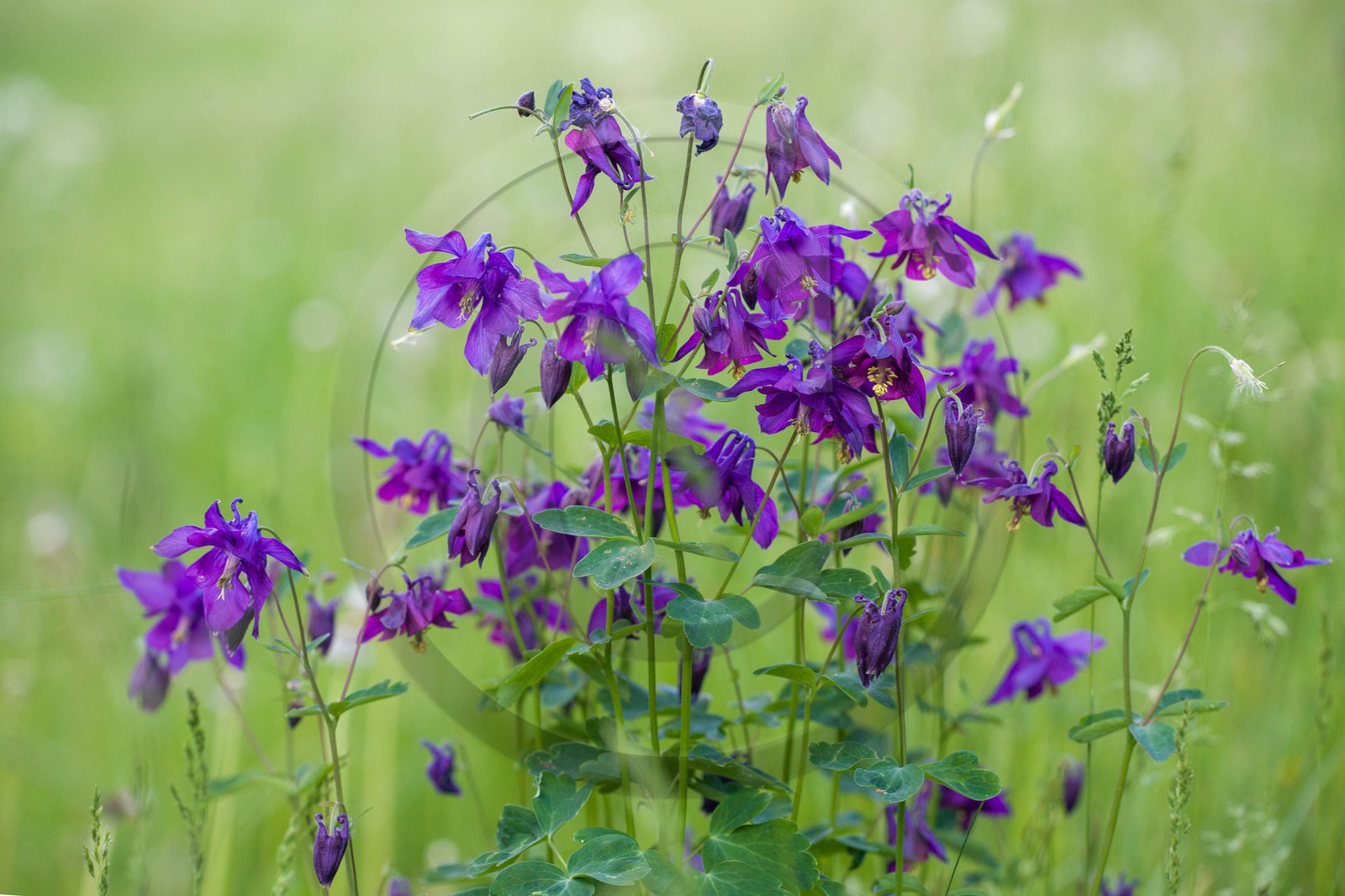 Ancolie commune, Aquilegia vulgaris