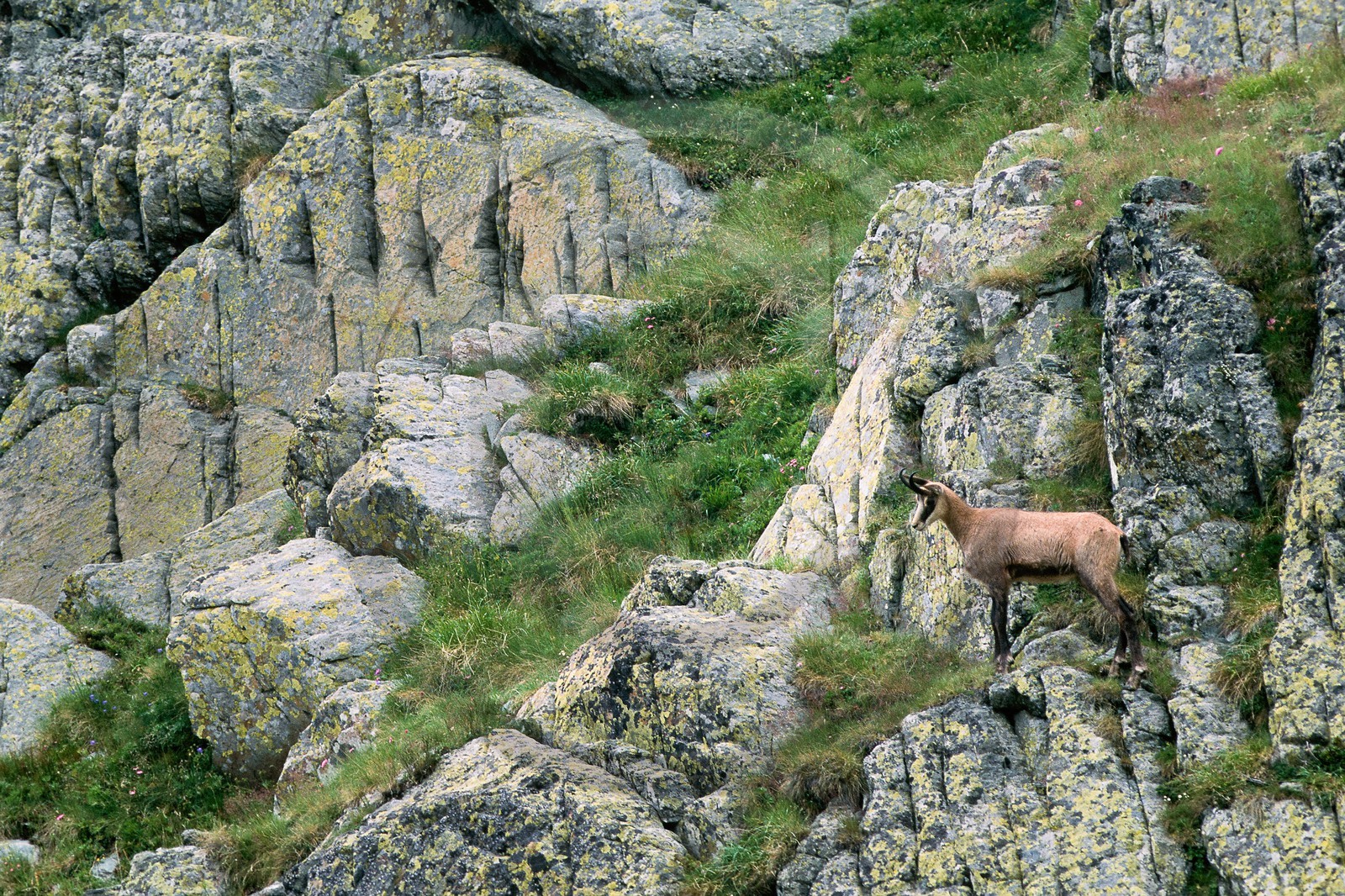 Chamois, Rupicapra rupicapra