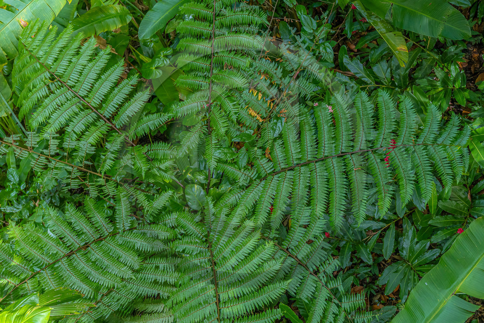 Forêt tropicale, Parc national de la Guadeloupe