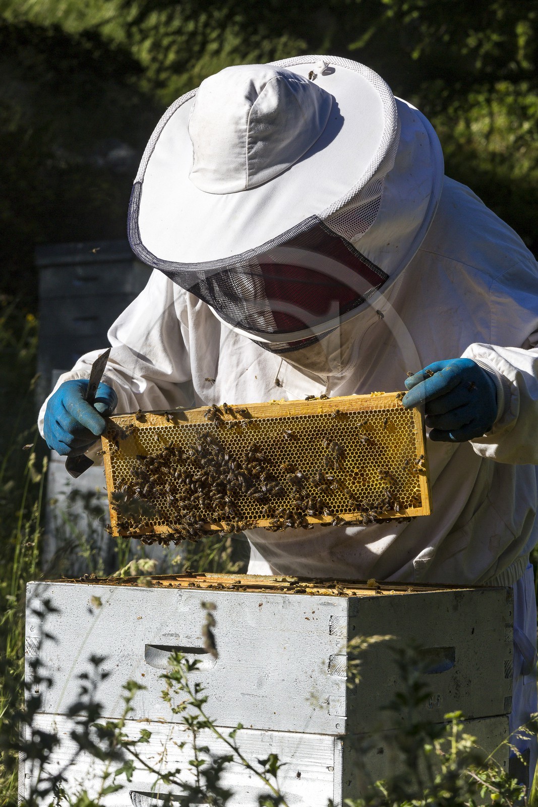 Patrick Challet apiculteur