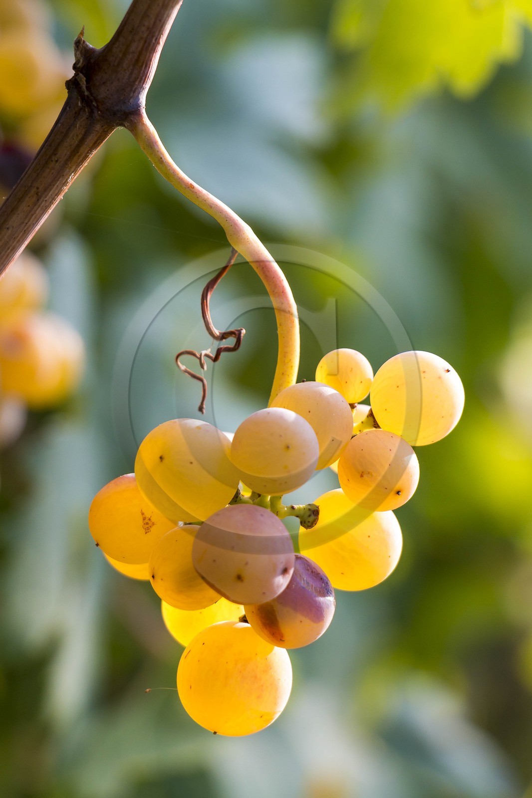 Vignoble de Saint-Jeannet, propriétaire récoltant Denis Rasse