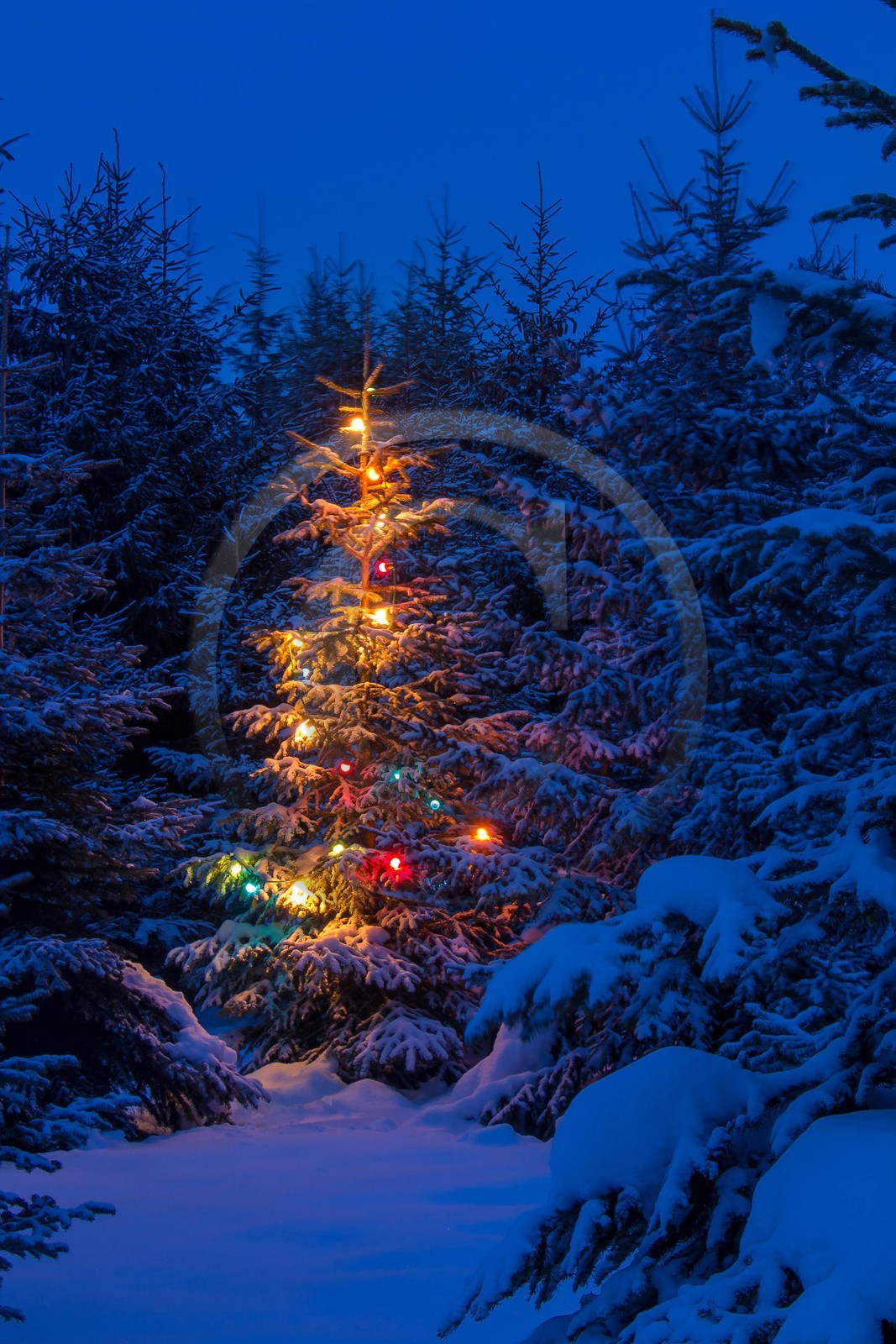 Pépinière Robin, producteur de sapin de Noël